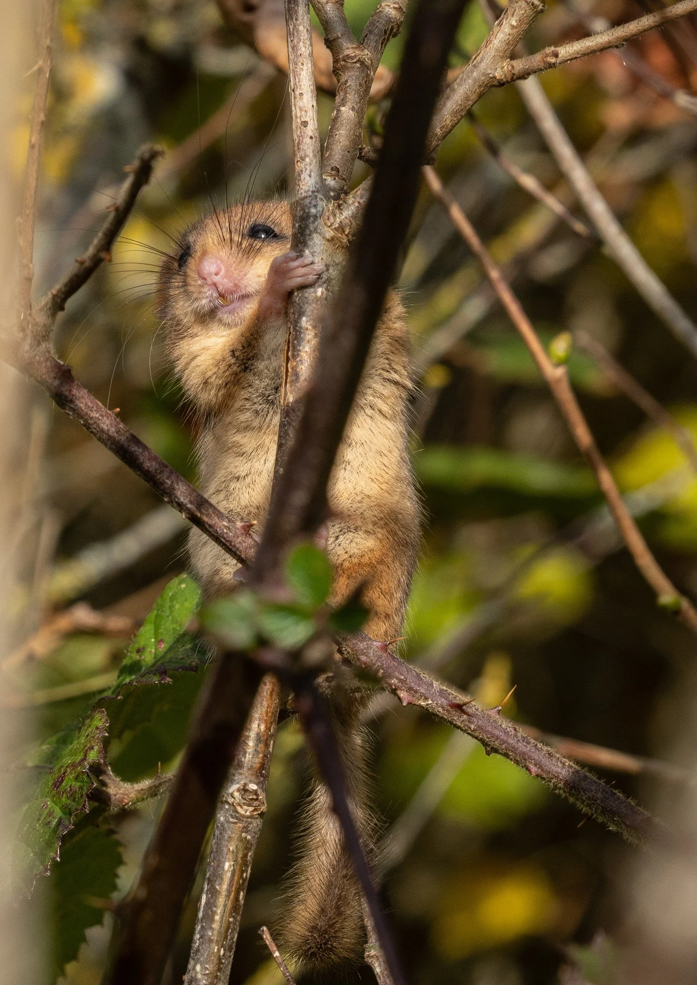 Trees and Hedges for Wildlife