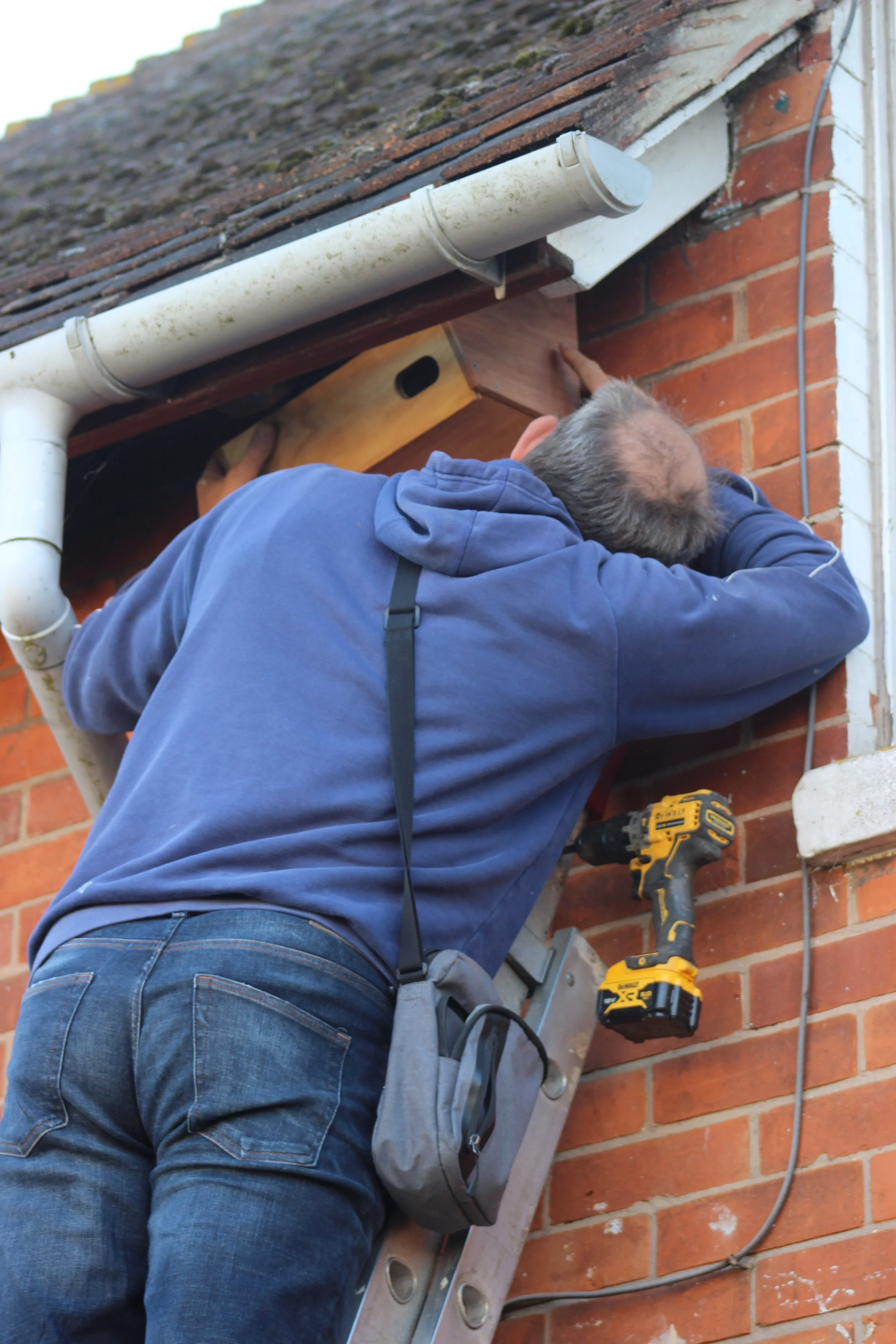 Walls, Roofs and Buildings for Wildlife