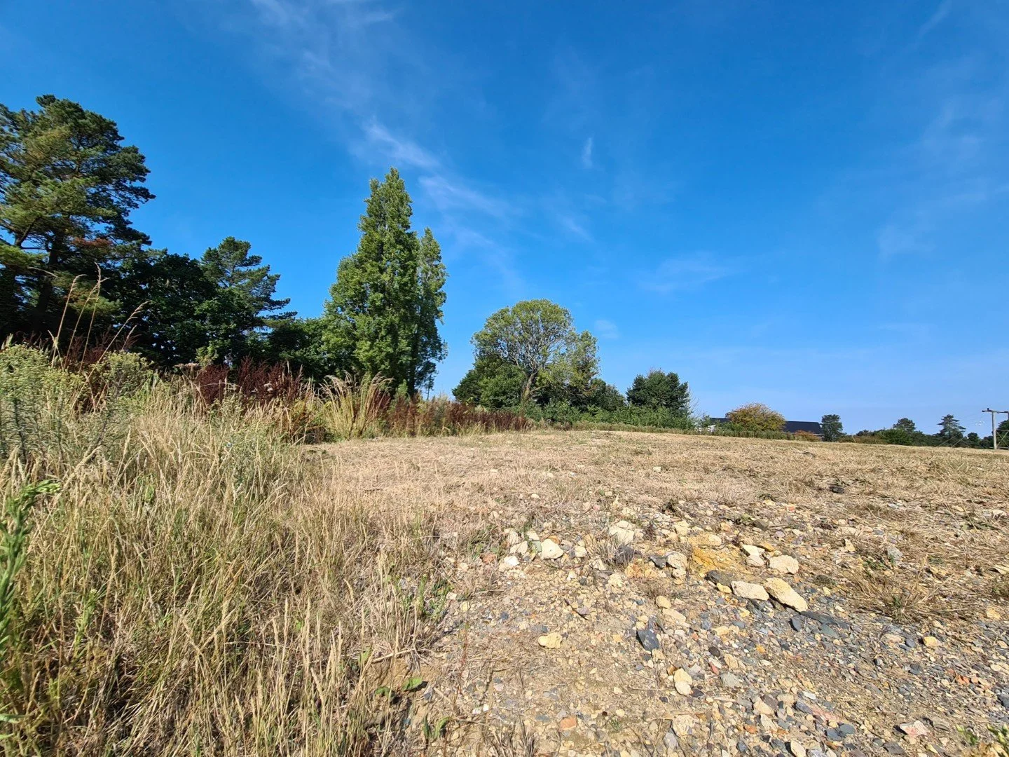 Bare Ground — Island Nature