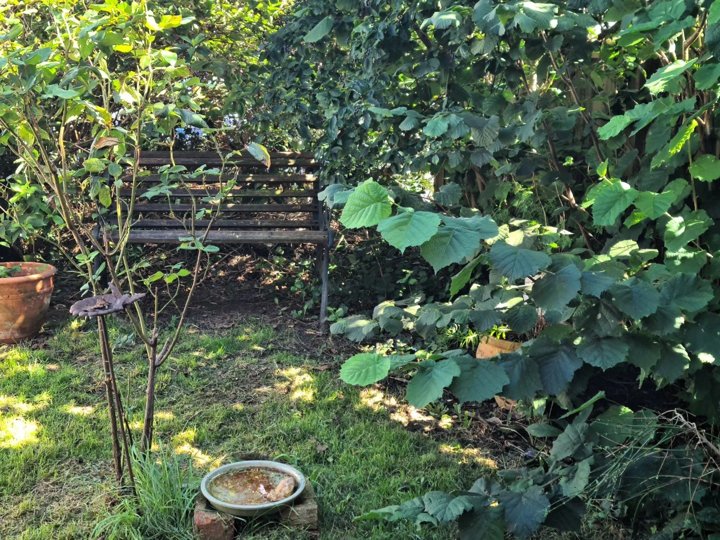 Original_front garden water trees shrubs canopy (Large).jpg