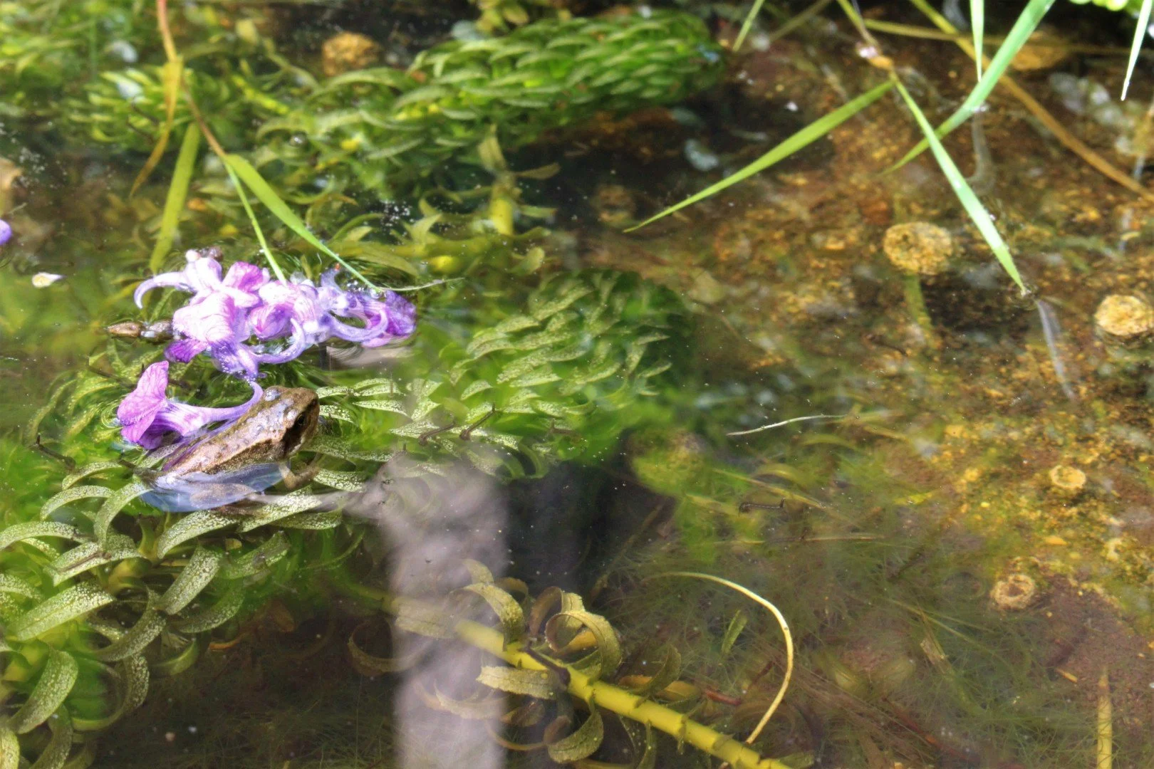 water_Froglet in Earth Cast MicroPool (Large).JPG