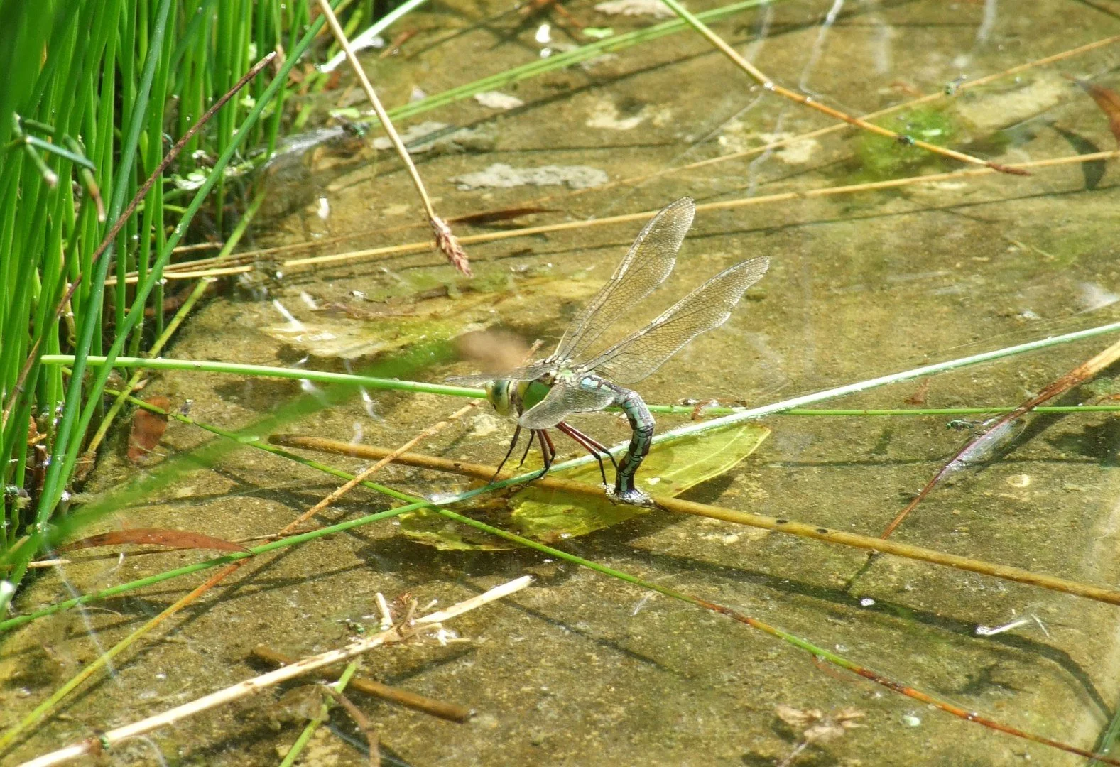 water_Artecology natural swimming pool 6 (Large).jpg