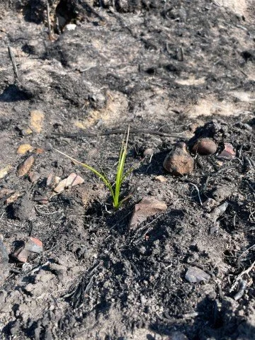 Early signs of regeneration in the burned ground. Sand Sedge was reported emerging within around ten days of the fire.