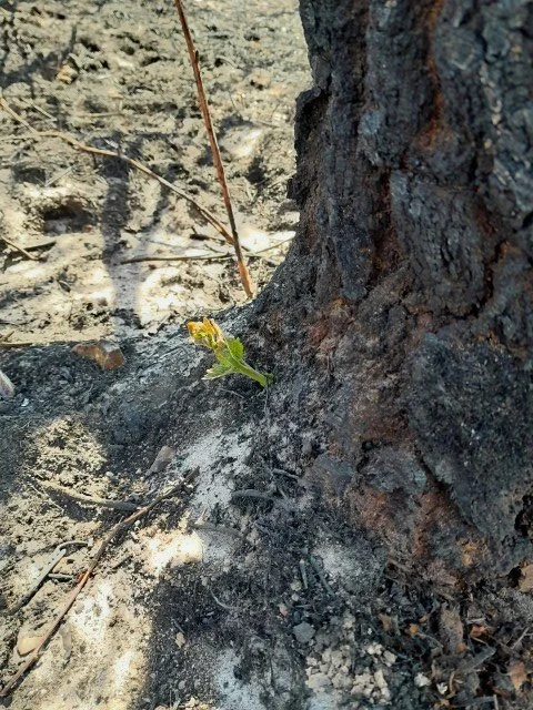 New growth beside a fire-scorched tree at Headon Warren. Early regeneration offers encouragement, although the wider heathland faces a long recovery.
