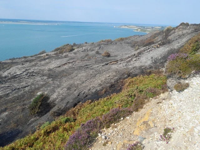 Burned heathland at Headon Warren after the July wildfire. Recovery of this nationally important habitat is expected to take many years.