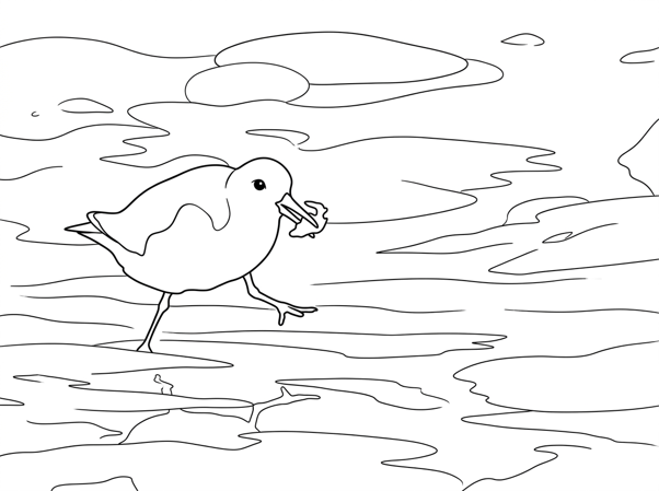 Joanne Kori's Sanderling artwork