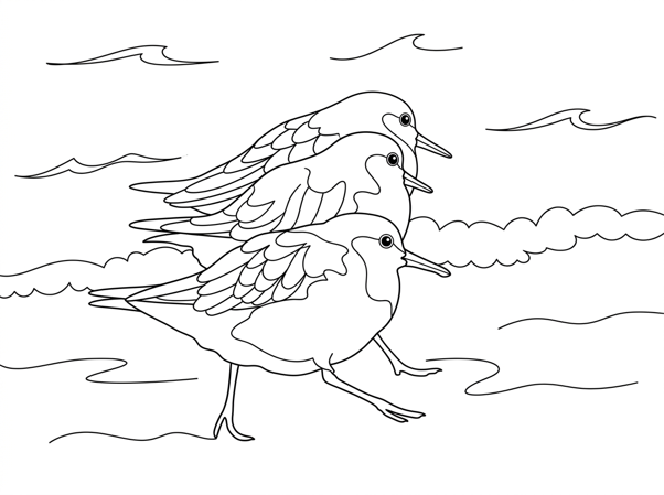 Joanne Kori's Sanderling artwork