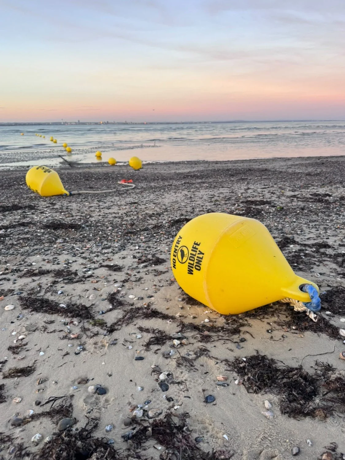 Yellow buoys mark Ryde’s Bird Protection Area, helping give shoreline birds space to feed and rest undisturbed.