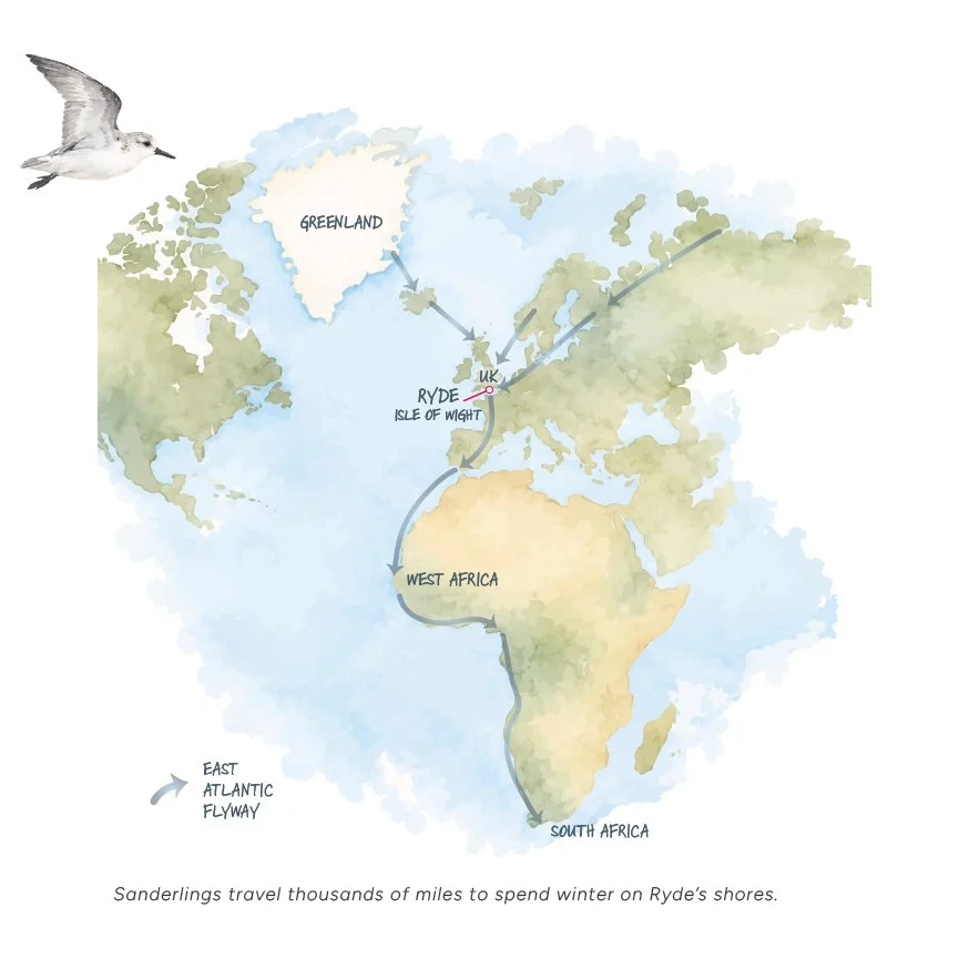 Ryde’s shores are part of a much bigger journey. The booklet’s migration map shows the Island’s place along the East Atlantic Flyway.