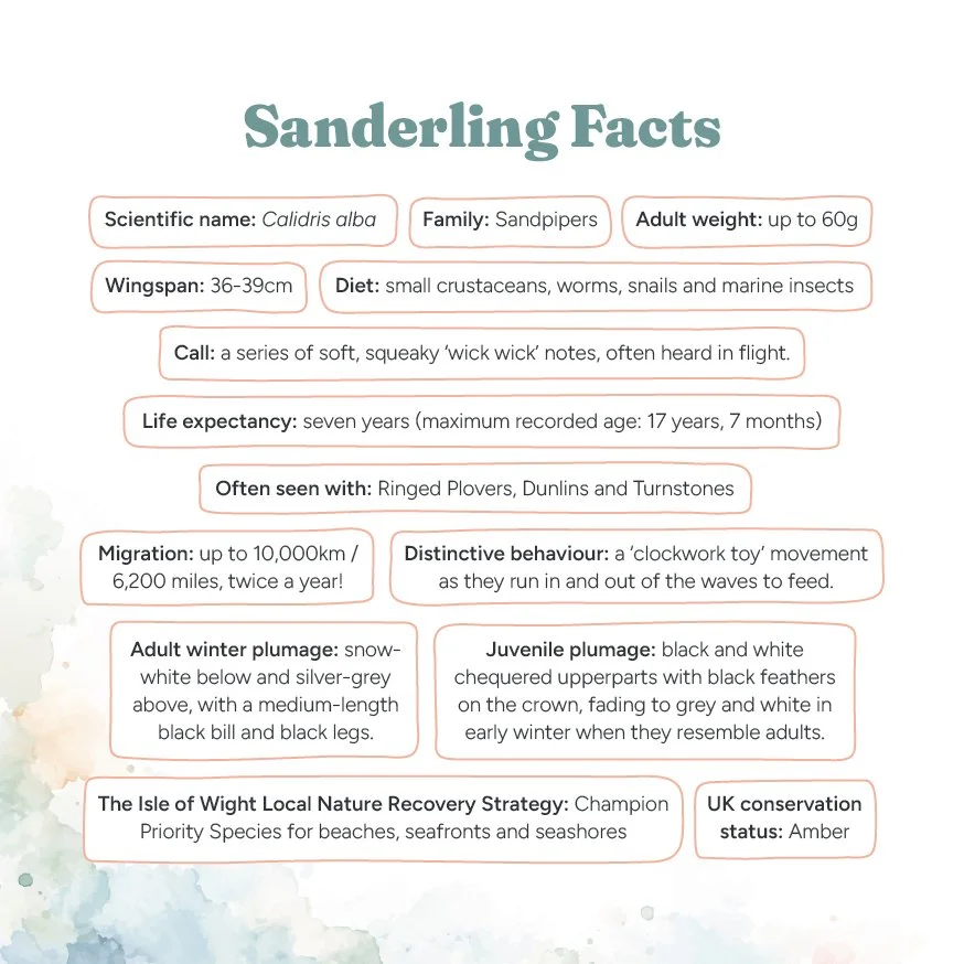 Meet the Sanderling: facts about one of Ryde’s winter visitors, from the new Sanderling Stories booklet.