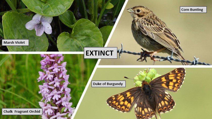 Extinct on the Isle of Wight