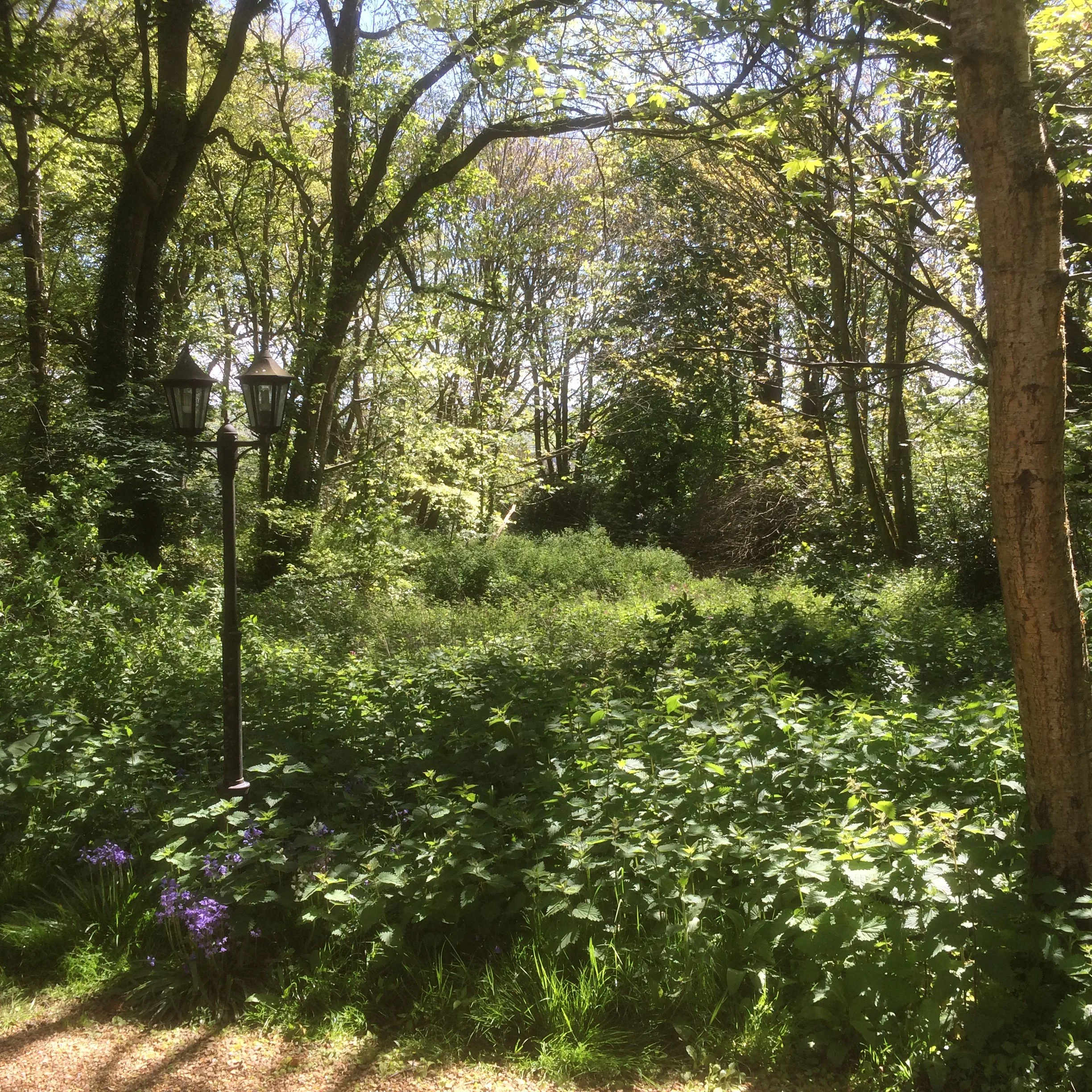 Natural Regeneration