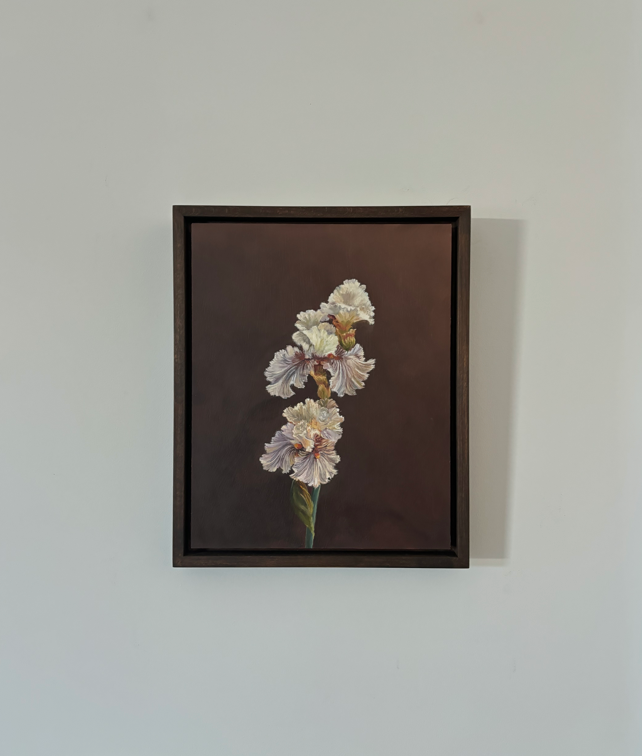 Bearded Iris.PNG