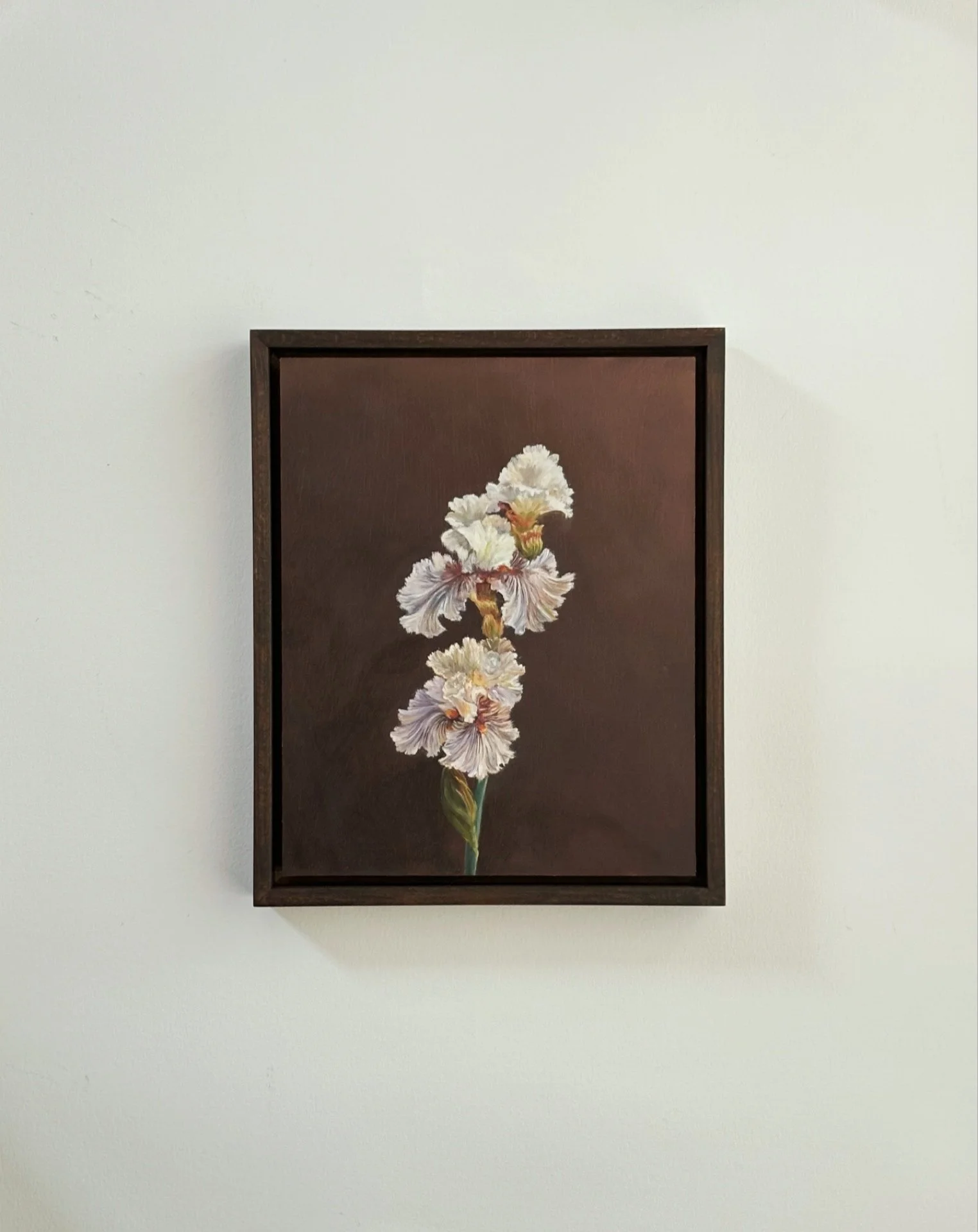 Bearded_Iris.jpeg