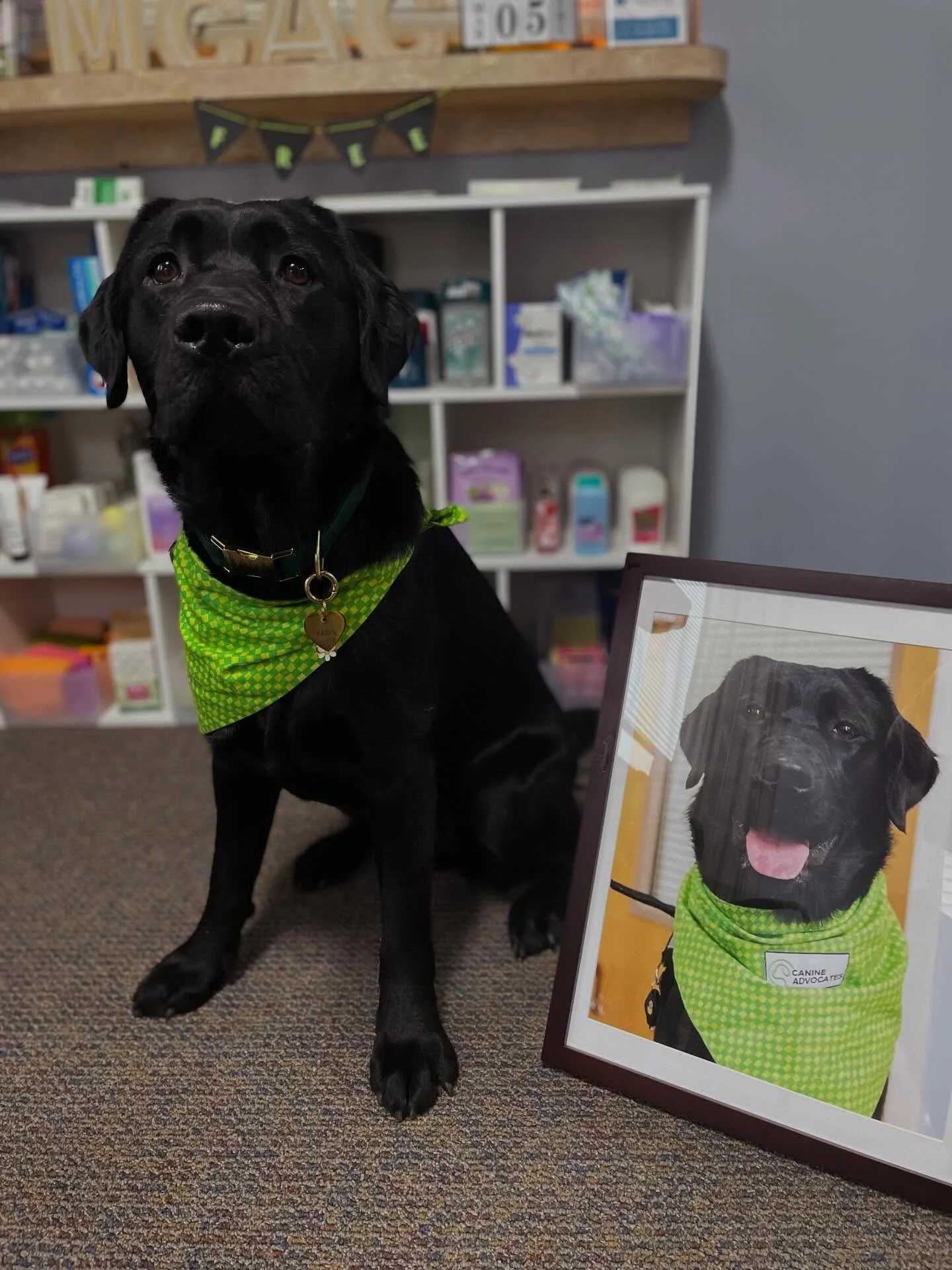 Sooo I just started this week and now my picture is on the wall! Does this mean I&rsquo;m the employee of the month??? 🐾👩&zwj;🎓🐾