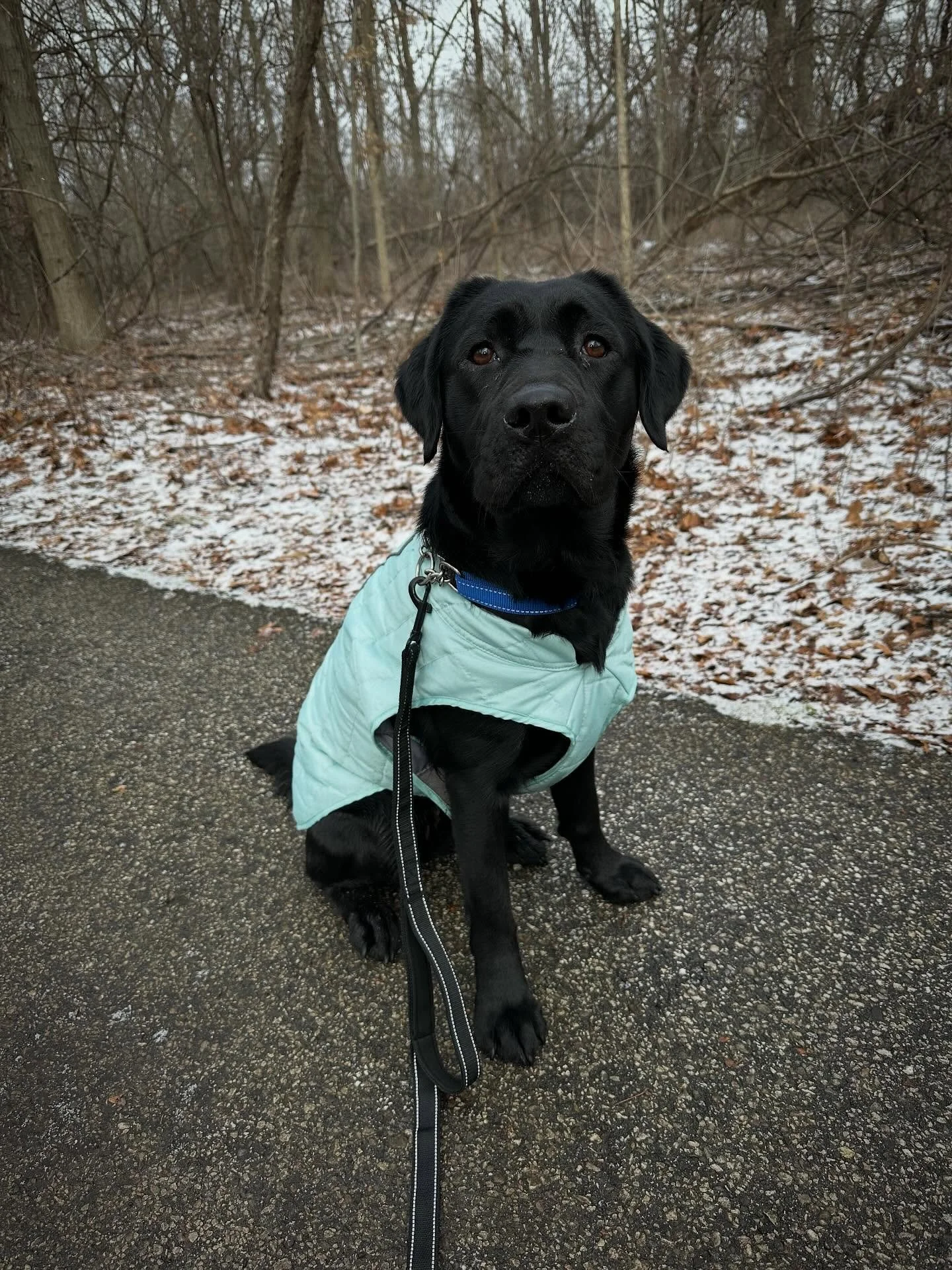 What a blur the past 3 weeks have been..here&rsquo;s a quick update of my life! So many new things like hiking, discovering toys can be filled with fluff, my own backyard, BarkBox toys&hellip; and this magical place known as PetSmart!