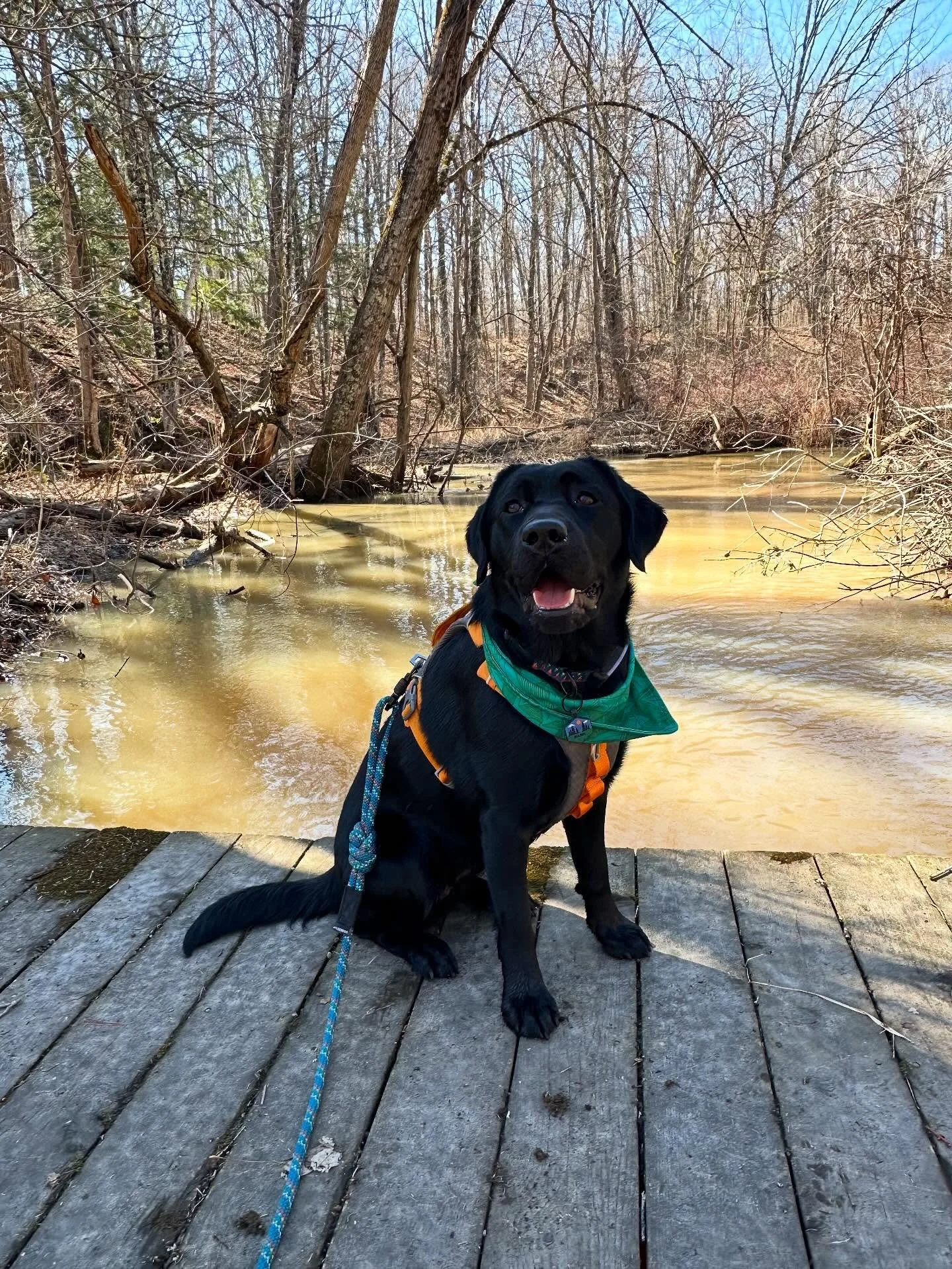 Two warm days = two hikes! Living my best life, trying to get a little Vitamin D(og)!