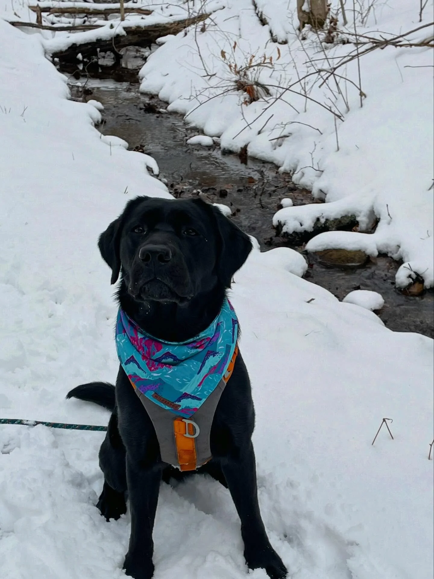 A lil&rsquo; Michigan March snow can&rsquo;t crush my weekend vibes! Shout out to @kurgo for the sweet Journey Air Dog Harness for my adventures! 🌳❄️
Hey @wilderdog have you noticed my cool bandana collection?