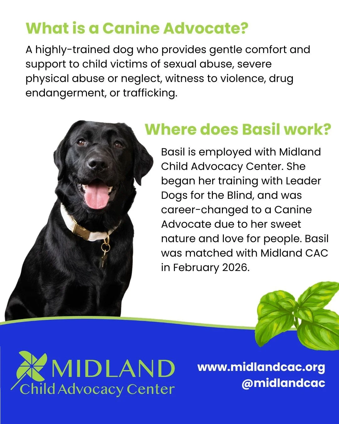Woof! Working dogs come in all breeds, sizes, and walks of life... here's a little bit about me and my job!