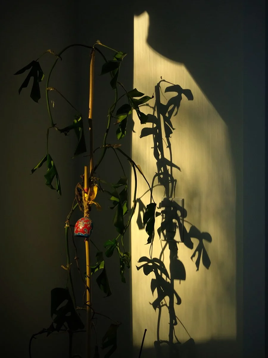 Exceptional new work by Salon member, the Iranian-born, Toronto-based photographer Bahar Toussi. 

Brava @bahartus 

#frominside