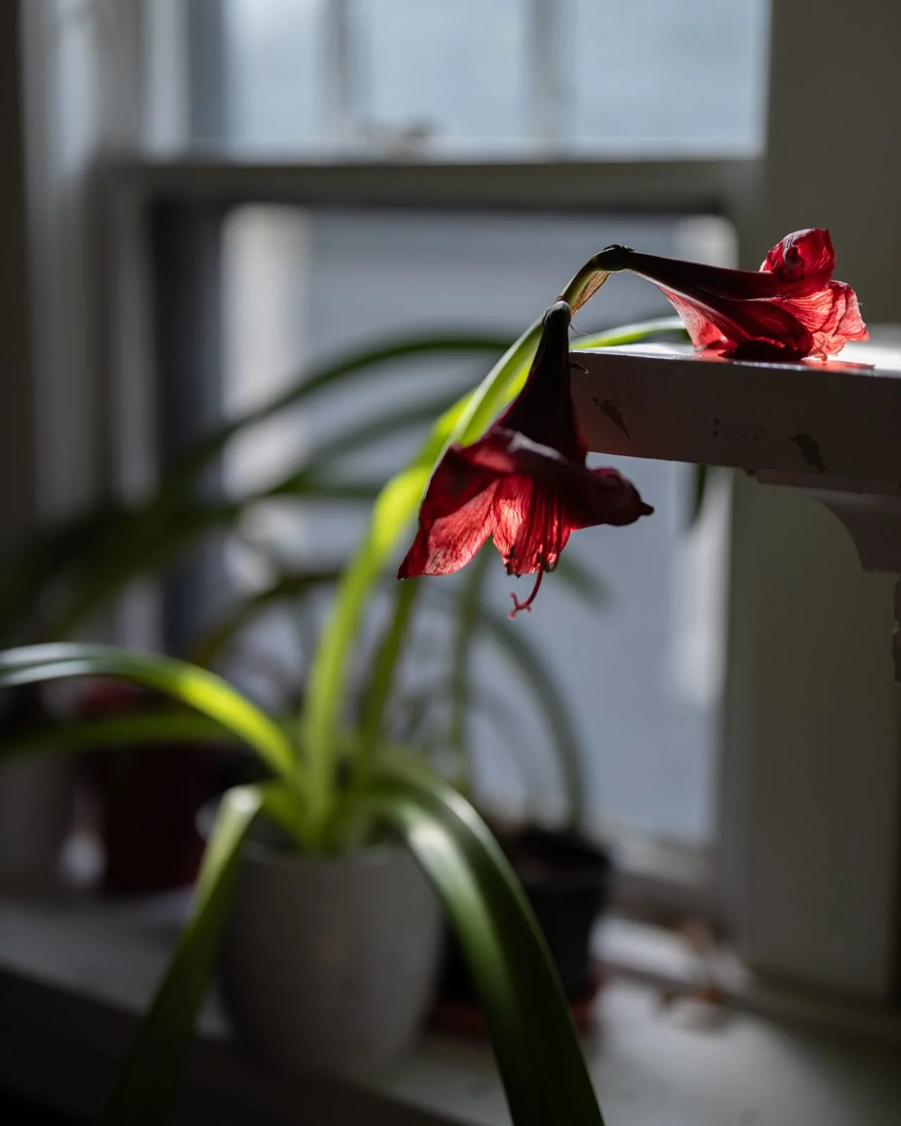 Salon member Alicia Bair is a photographer, dancer, and physician living and working in Syracuse, New York. Her current work, centered on home, explores themes of ephemerality, time, and the cycle of life.

#welcometothesalon