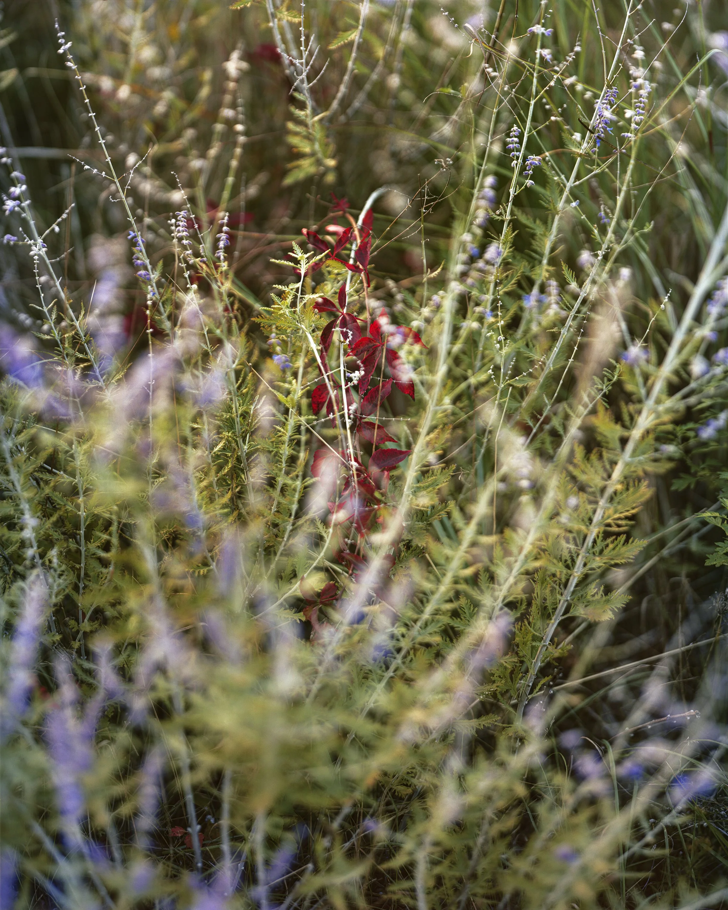 Red_and_Purple_Swoop_Fall2023_8x10.jpg