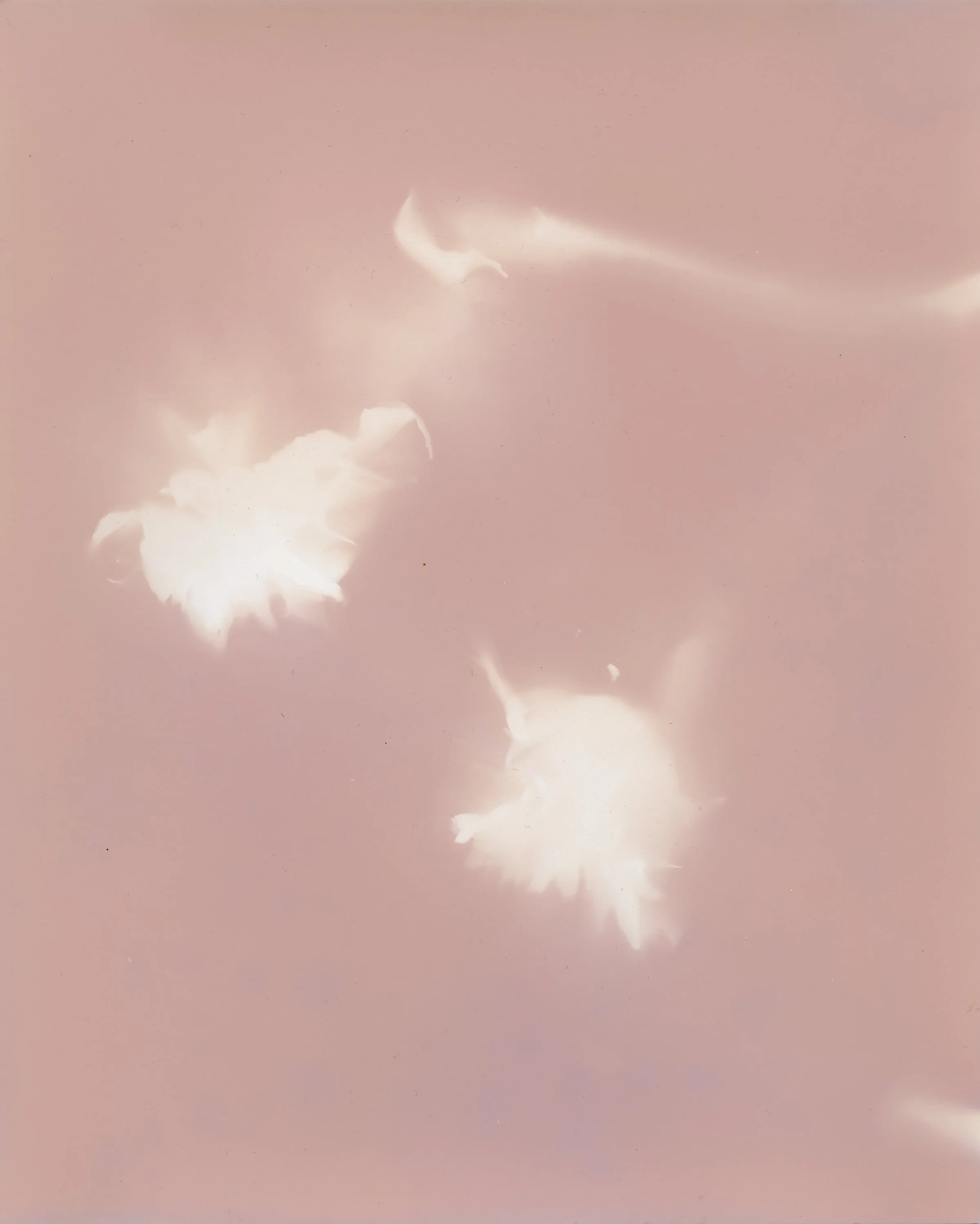 Whisper Studies: Photograms and Lumens