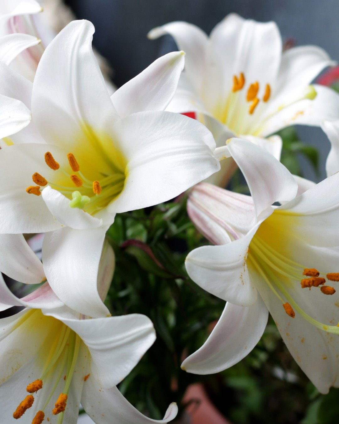 Celebrate Easter by honoring or remembering a loved one with a beautiful lily. Dedications are $30, or you&rsquo;re welcome to give any amount that feels right to you.

✓ Simply place a check in the offering plate, mail one in, pay online or call the