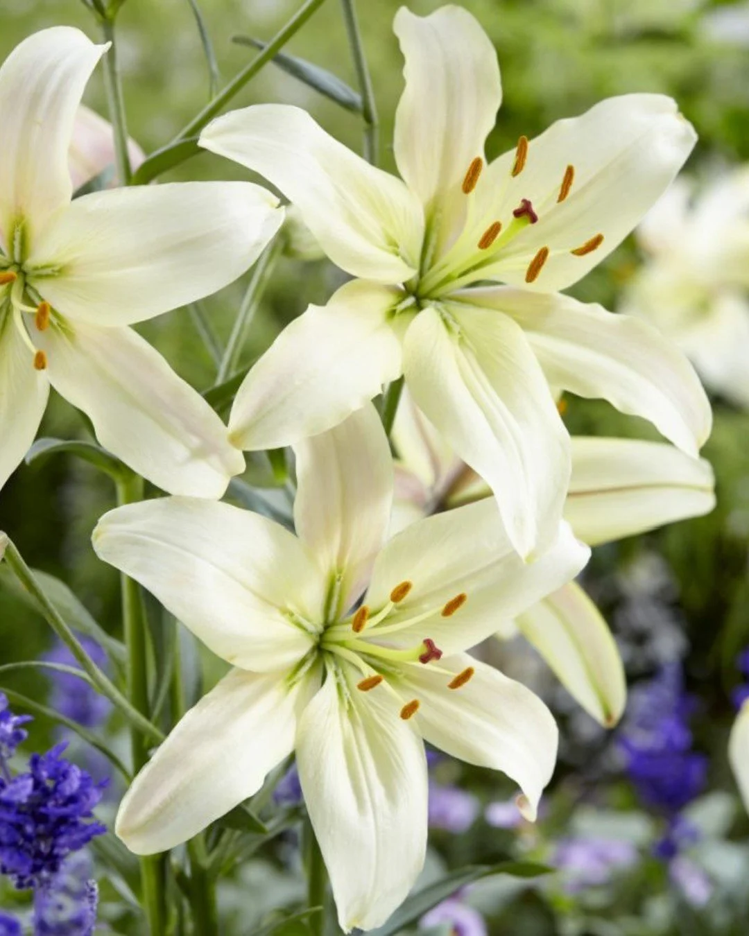Easter Lily Dedications

Celebrate Easter by honoring or remembering a loved one with a beautiful lily. Dedications are $30, or you&rsquo;re welcome to give any amount that feels right to you.

Simply place your check in the offering plate or send it