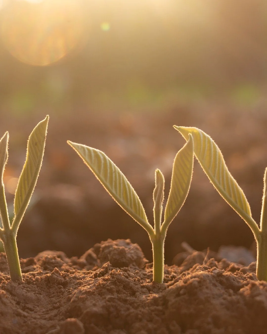 12-Step Programs at Saint James Episcopal Church in Charleston, SC

✓ Sundays at 6 pm: NA (Open Meeting) - Administrative Building
✓ Thursdays at 6 pm: NA (Open Text Study) - Administrative Building
✓ Mondays at 7 pm: Addiction related 12-step progra