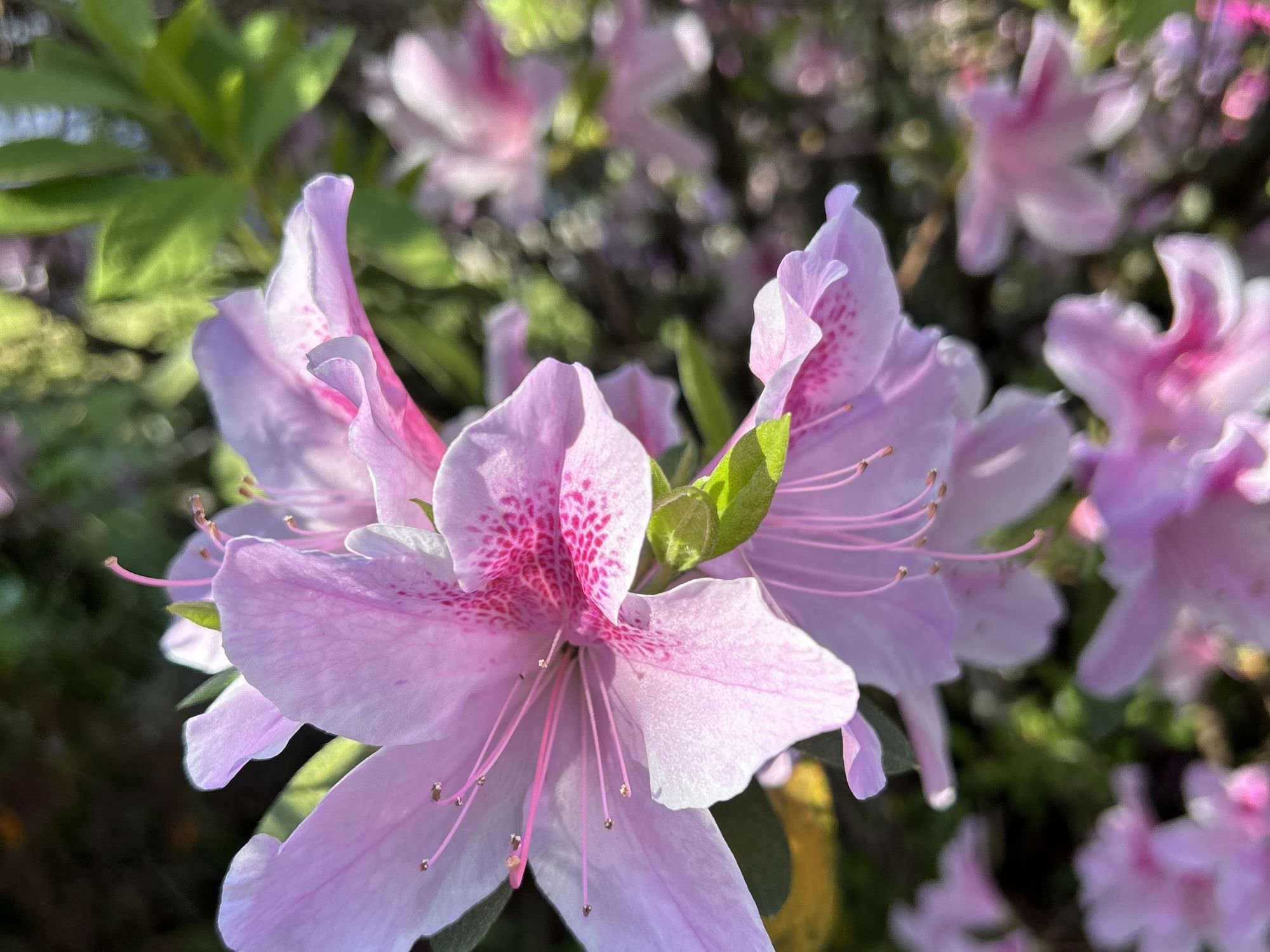 beautiful pink azaleas