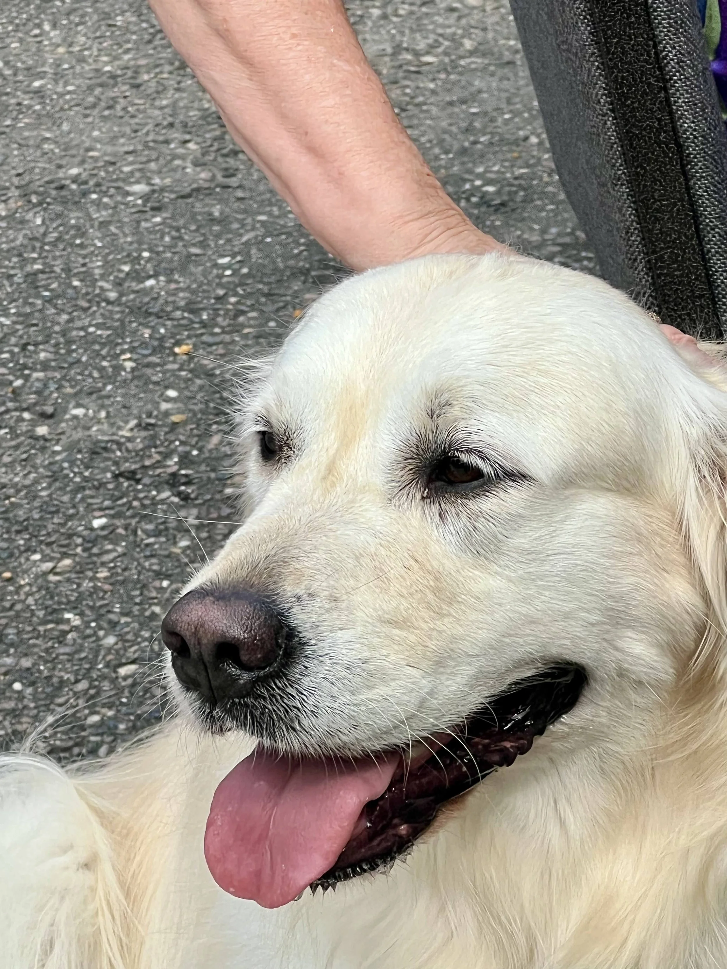 blessing-of-the-animals-saint-james-episcopal-church-charleston-sc3.jpg