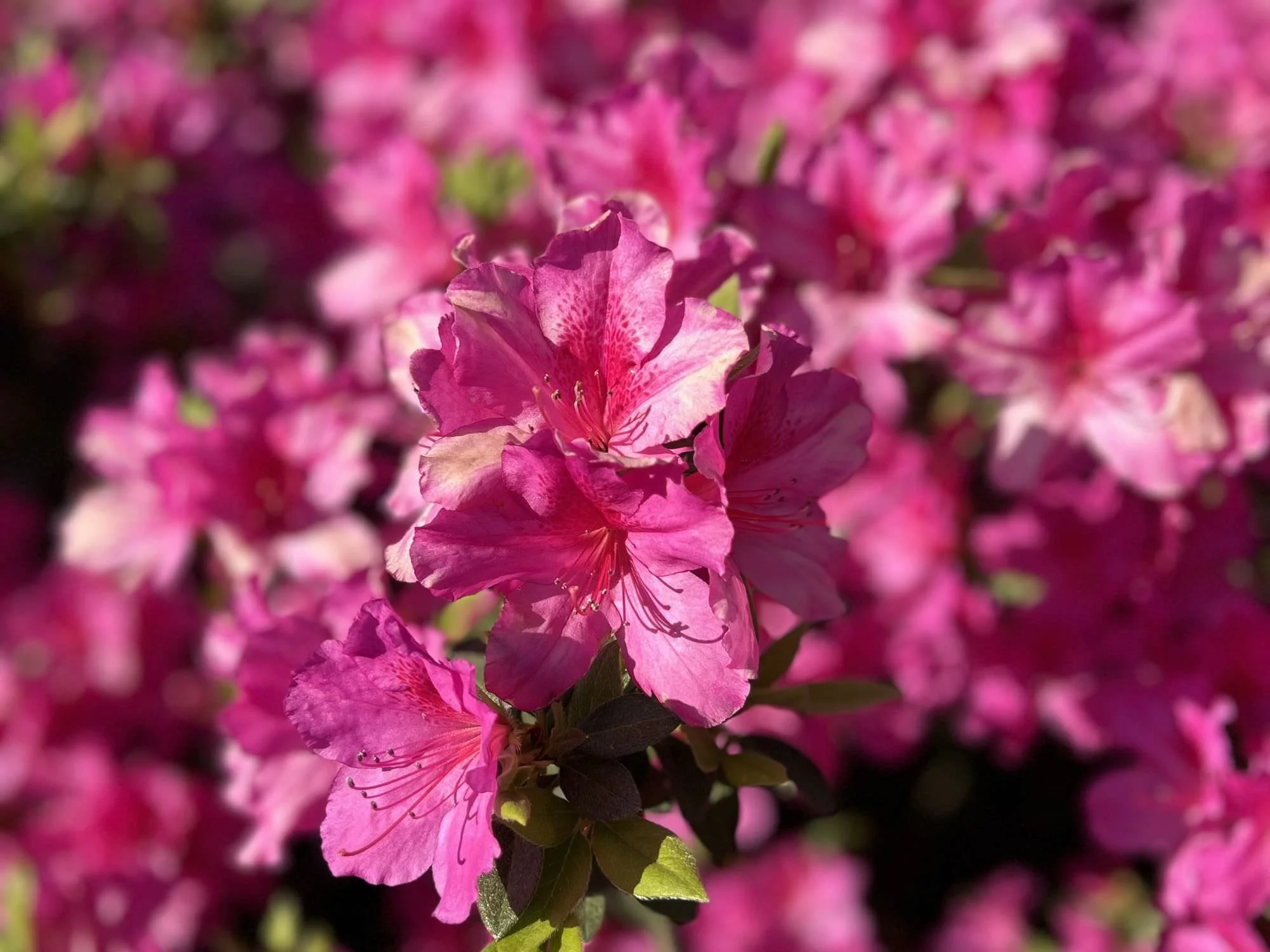 hot pink azaleas - Church Altar Flowers