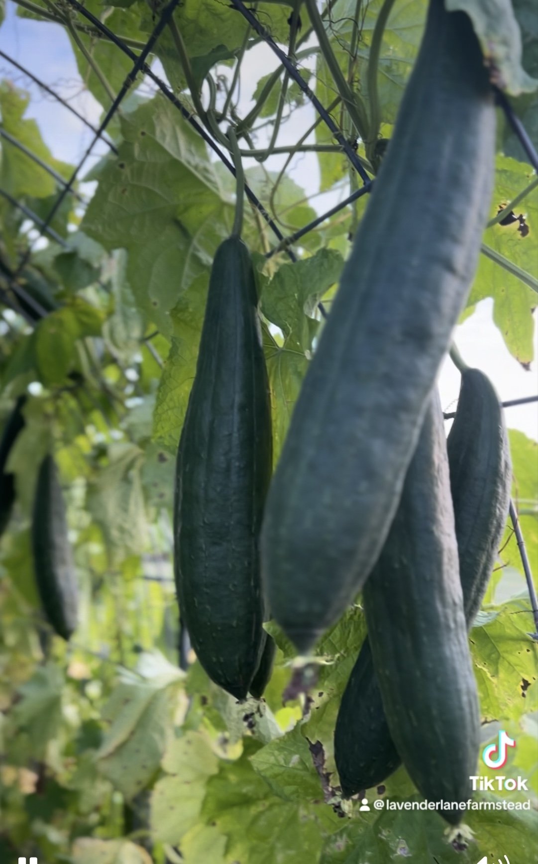 Organic Loofah Seeds