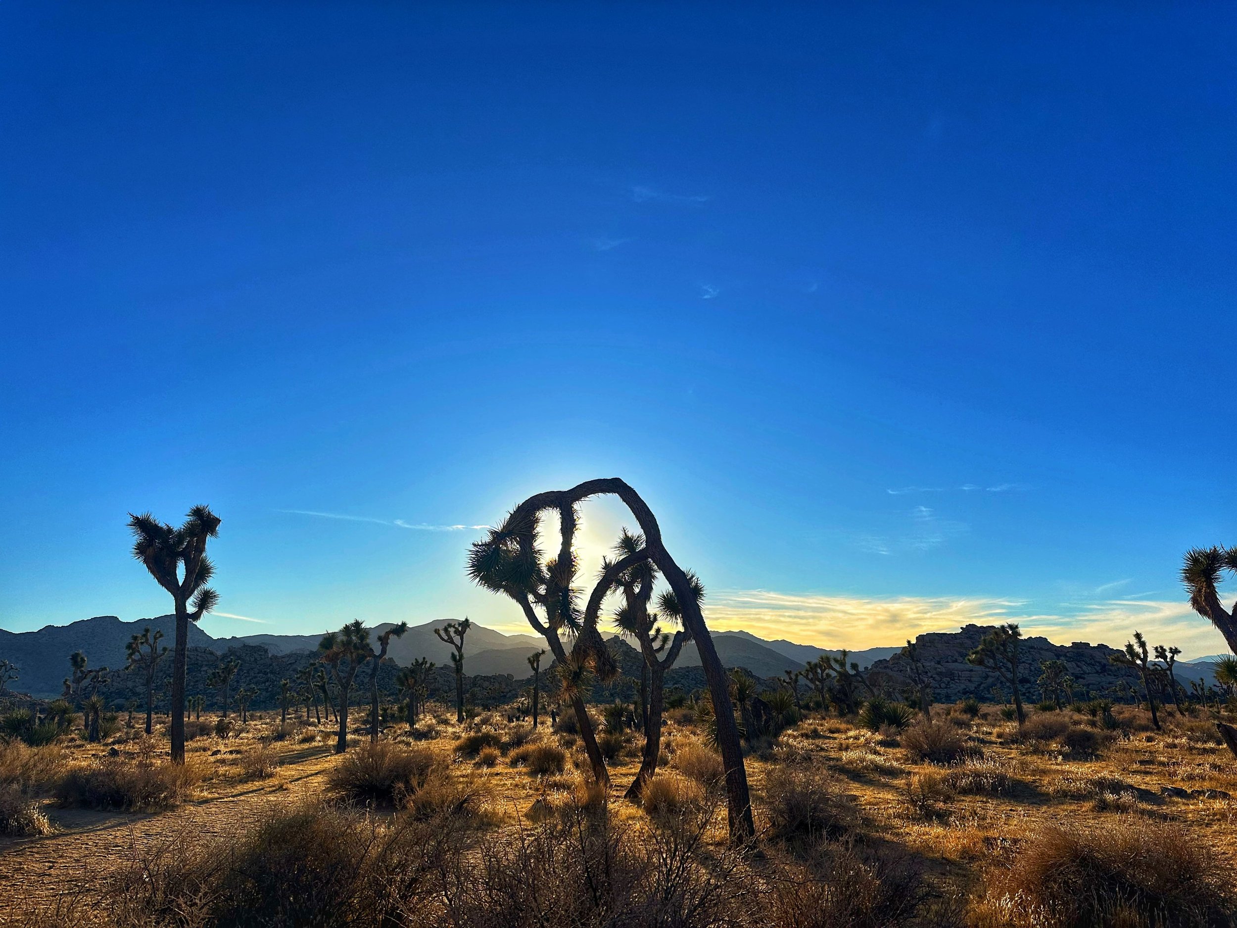 Joshua Tree.jpg