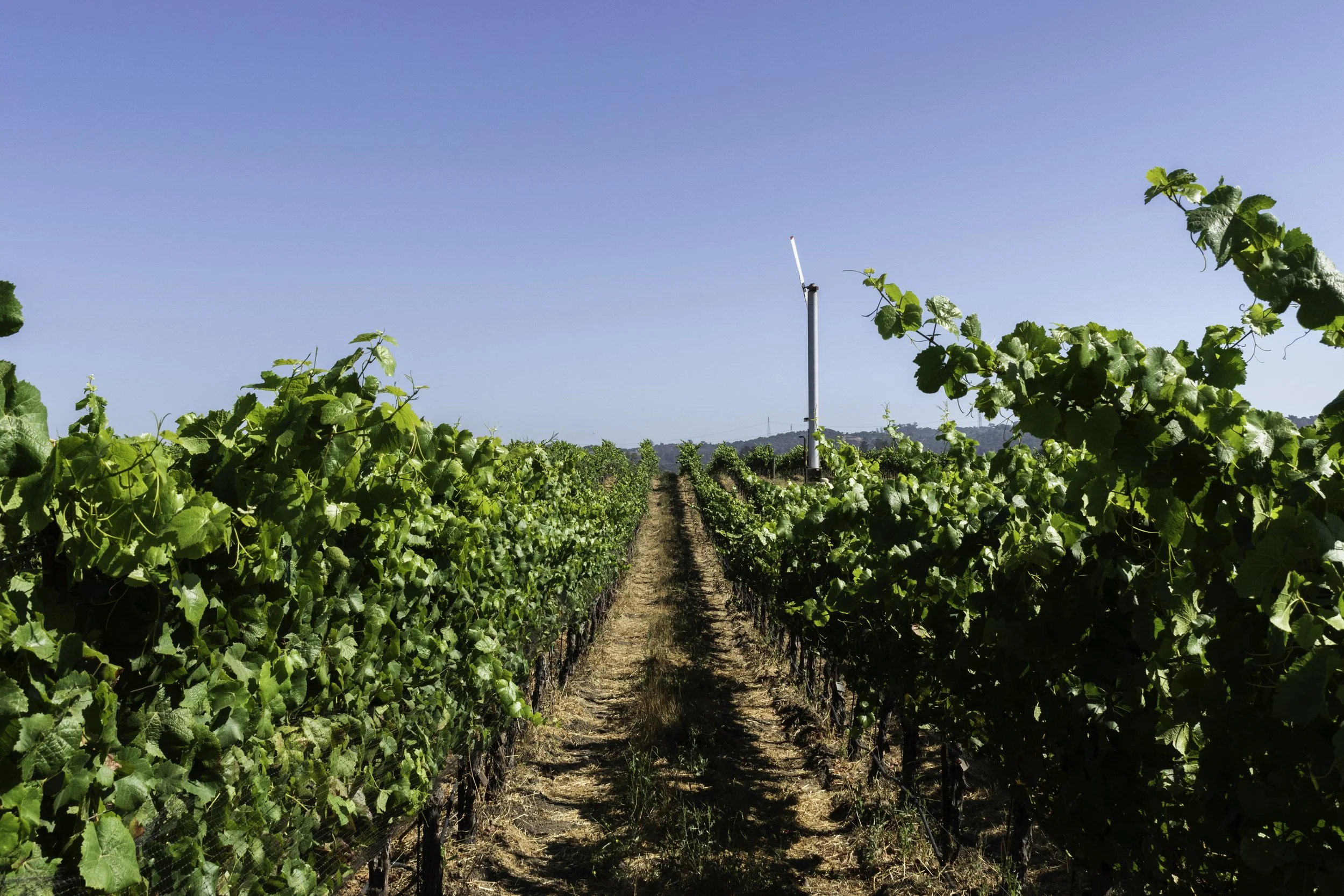 Cat Contreras-12 3.jpg