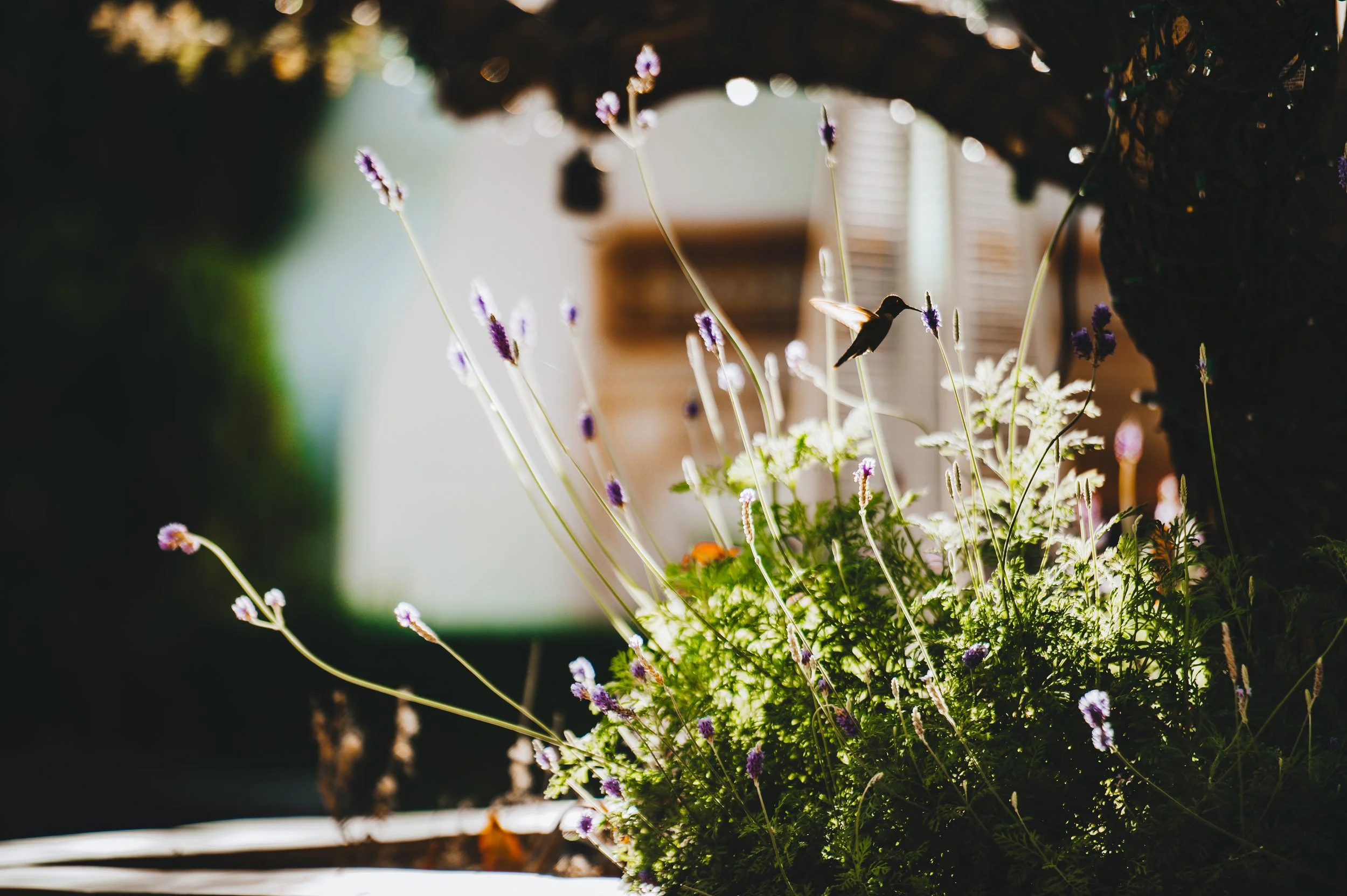 scottsdale resort & spa-3027.jpg