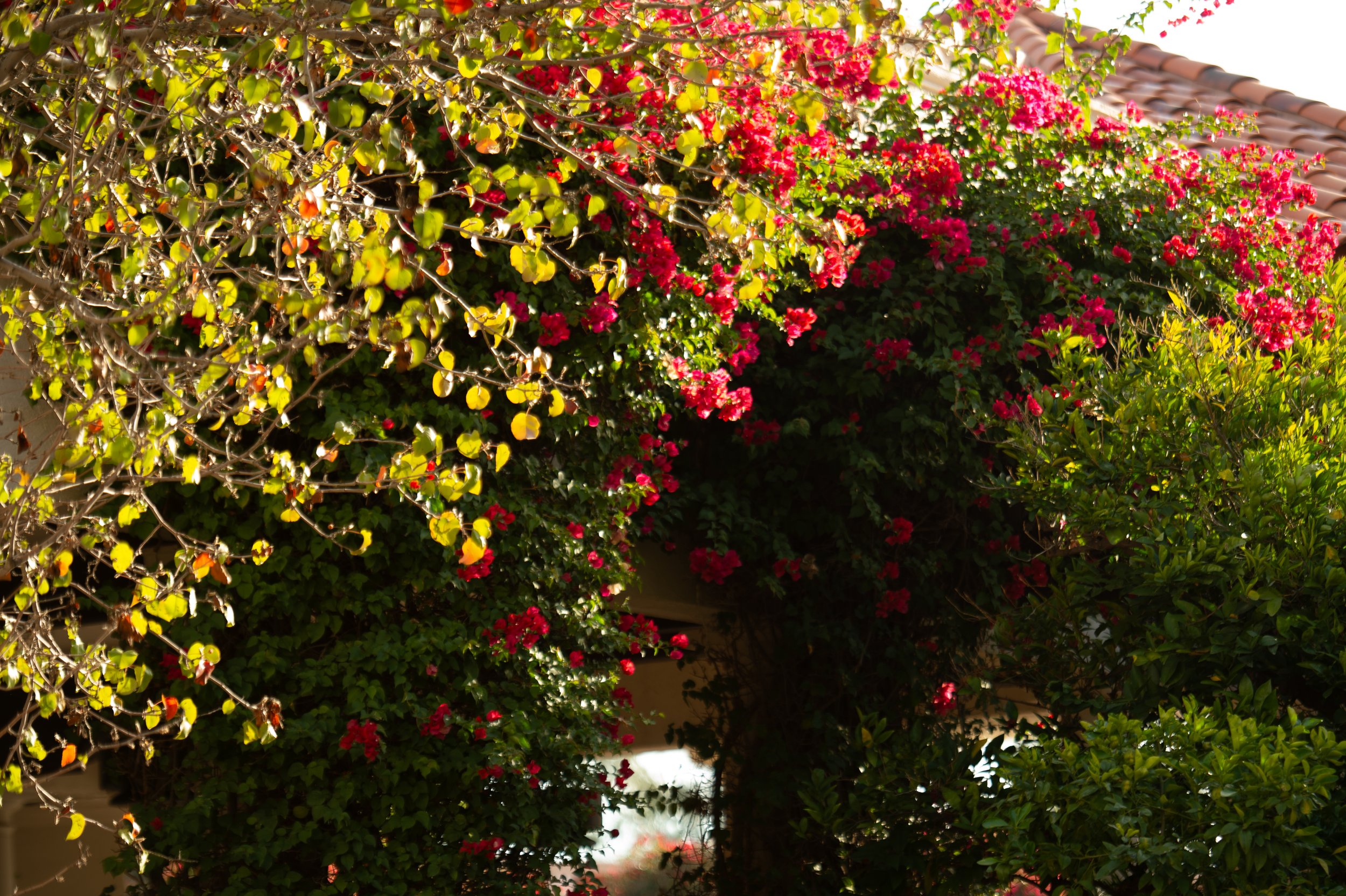 scottsdale resort & spa-3049.jpg