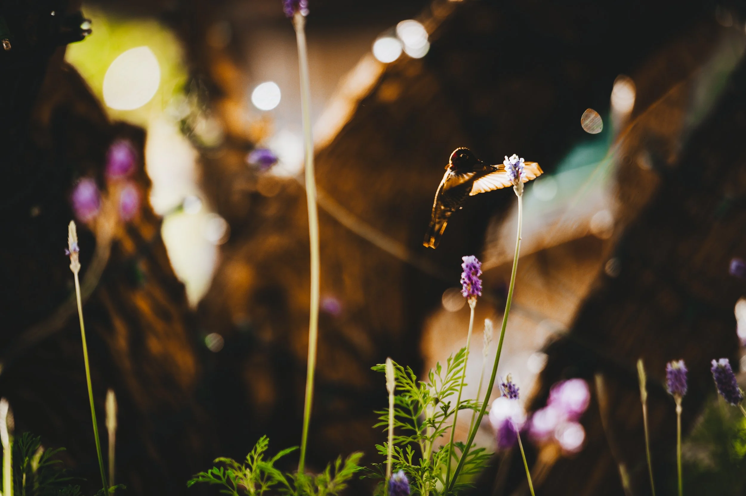 scottsdale resort & spa-3034.jpg