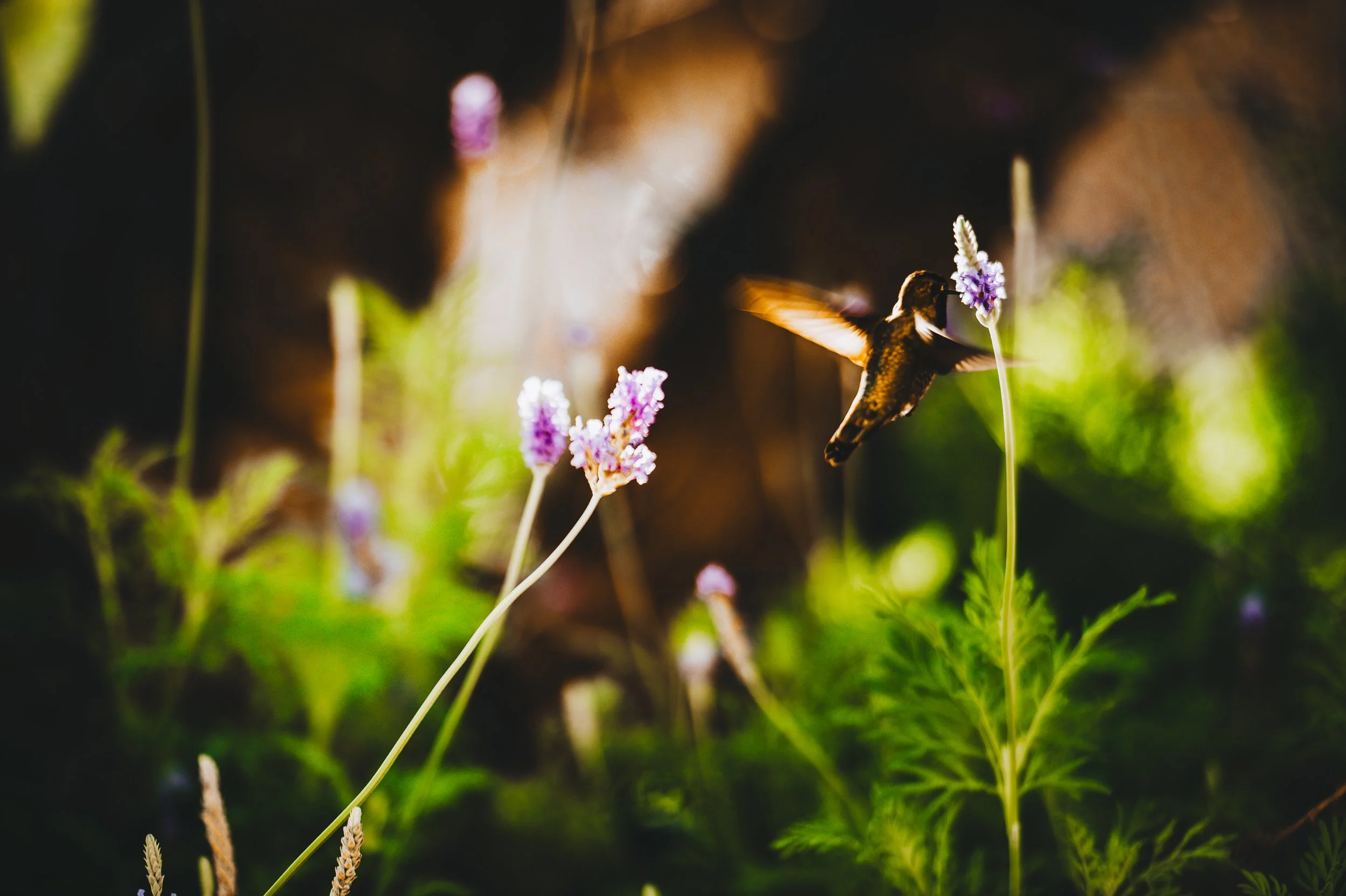 scottsdale resort & spa-3029.jpg