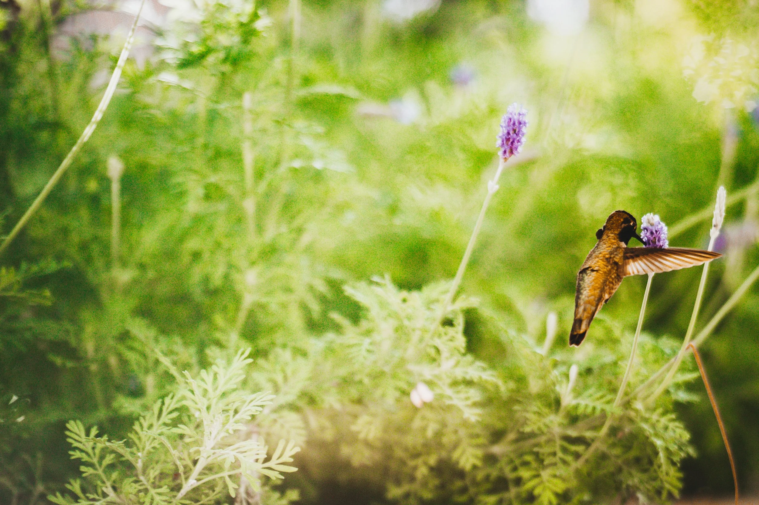 scottsdale resort & spa-3039.jpg