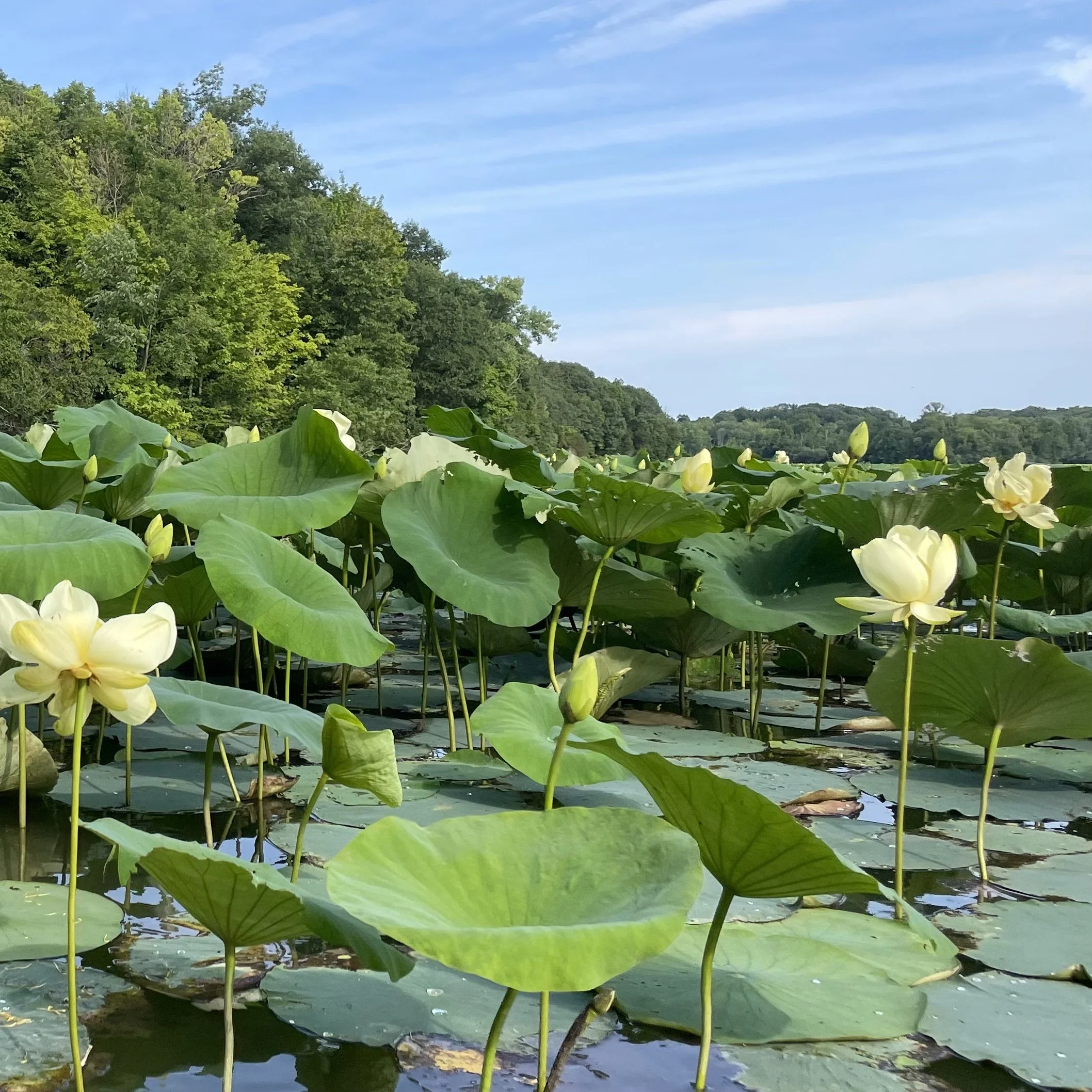 Communication Through Touch