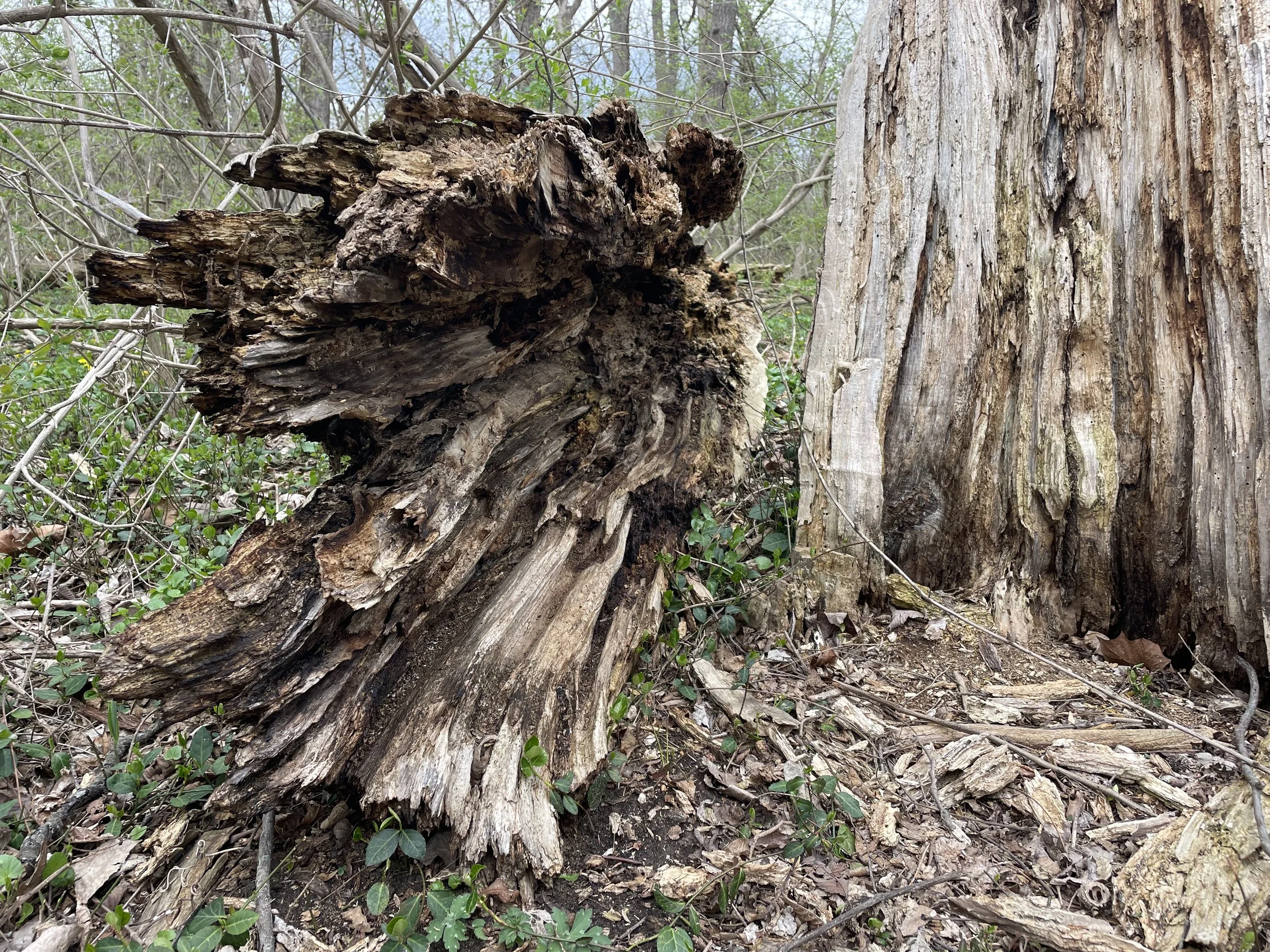 our bodies, our selves