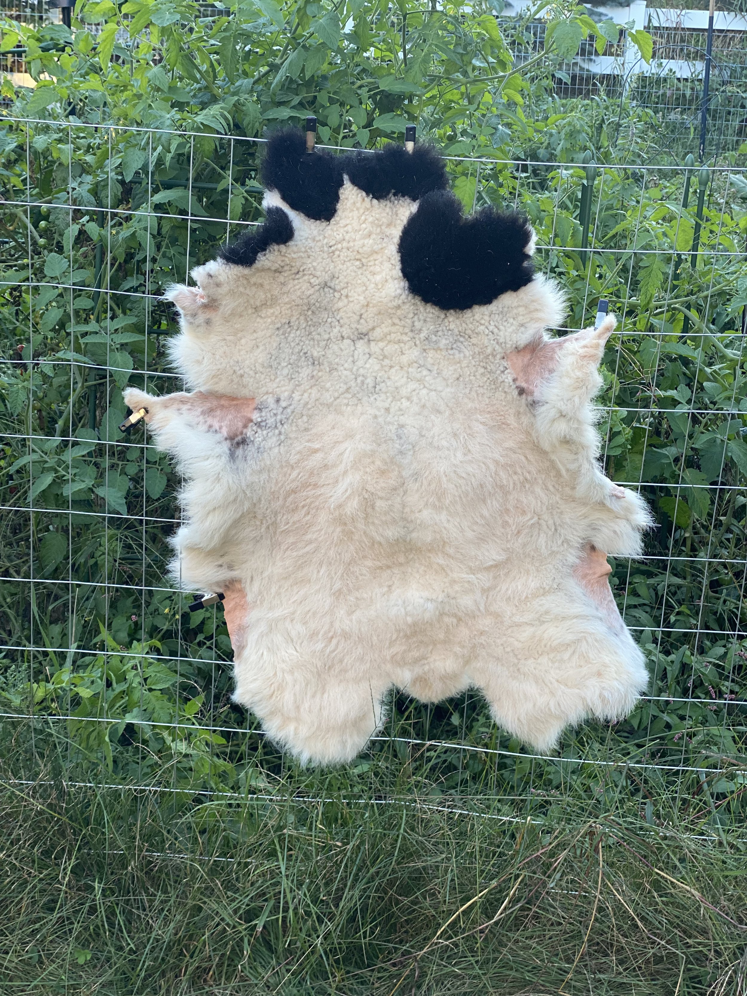Black and White Lamb Skin