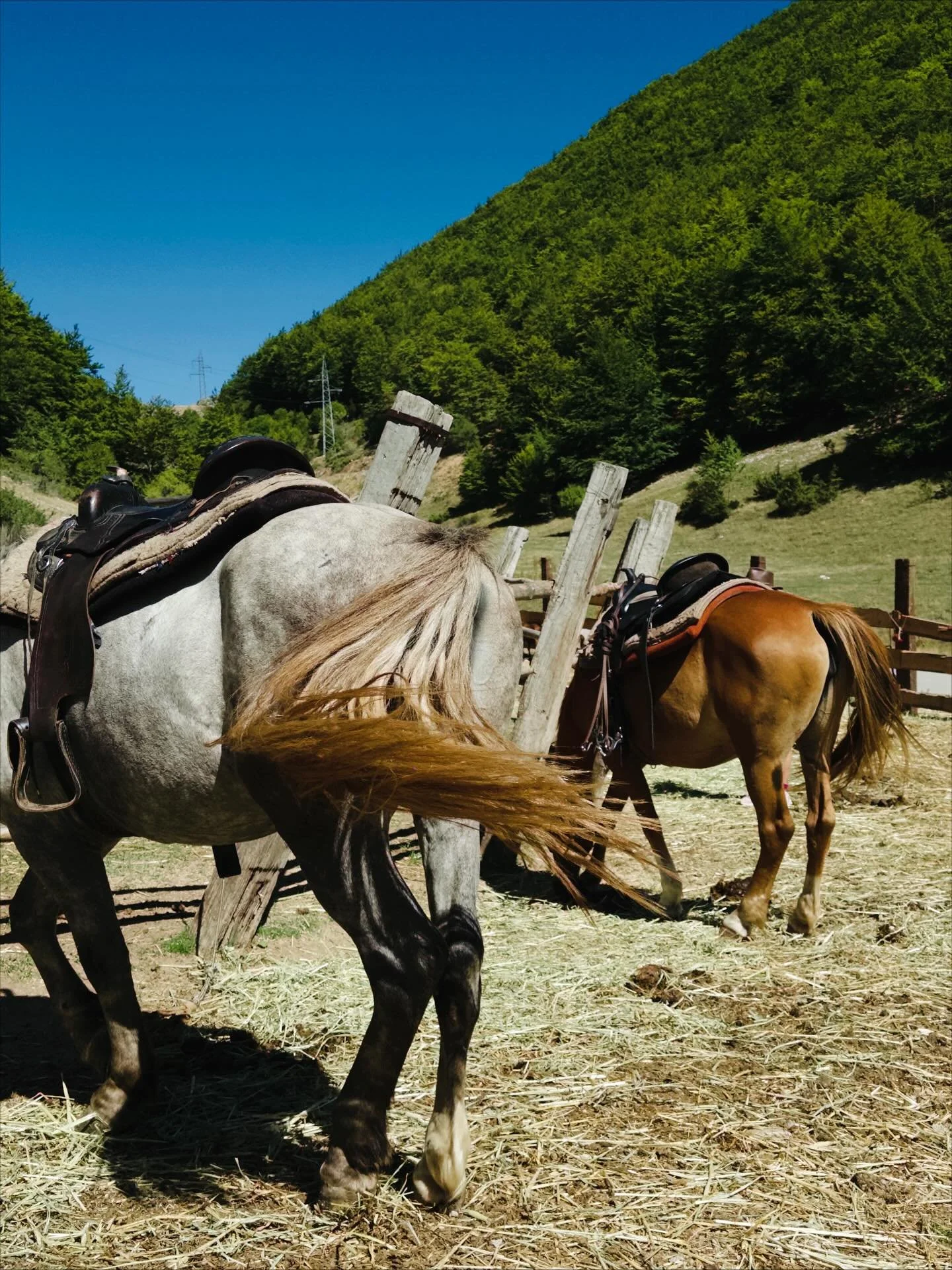 Sherpa horse riding in the mountains &mdash; unfortunately I didn&rsquo;t get to ride this trip and we were on a tight road trip schedule through the mountains, as it gets very dark.

But I am happy just to be around horses and majestic creatures, ma