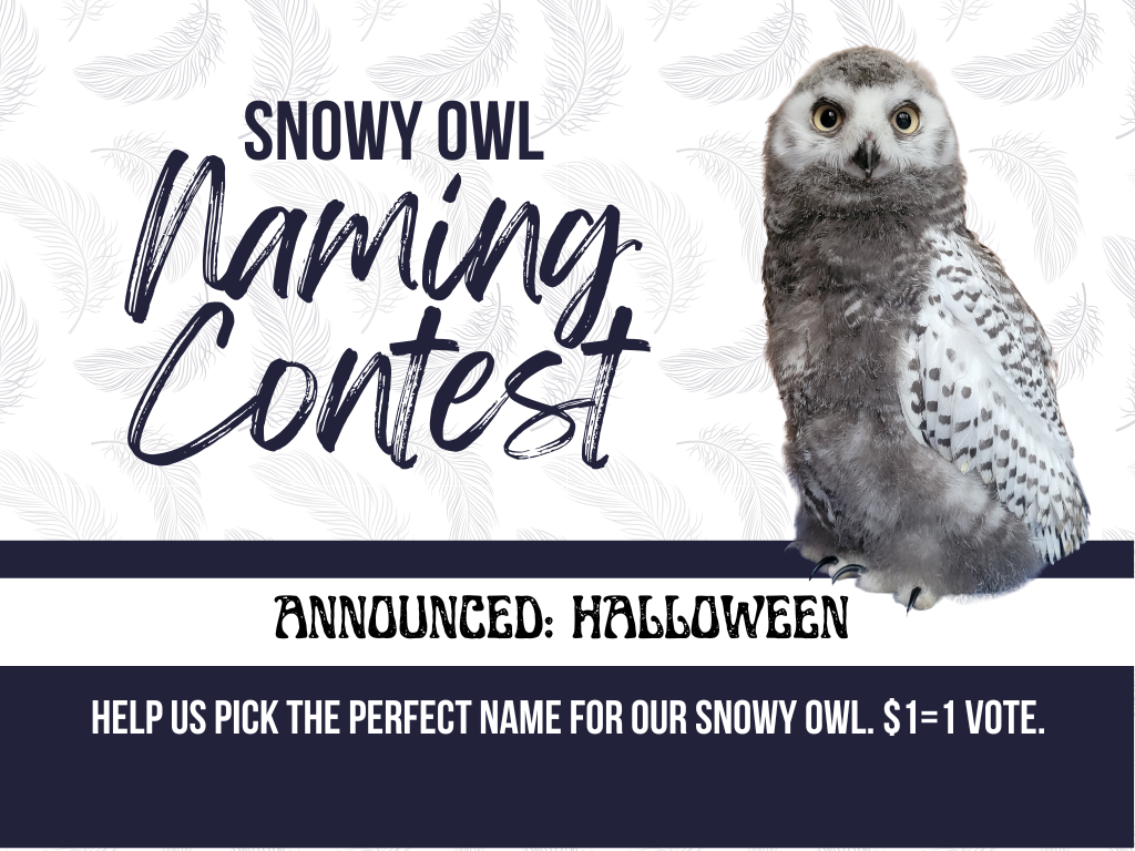 Snowy Owl Naming Contest