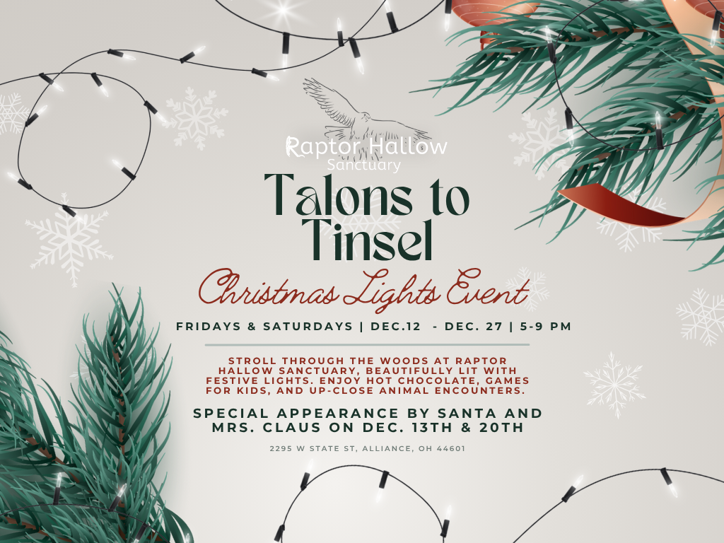 Talons to Tinsel