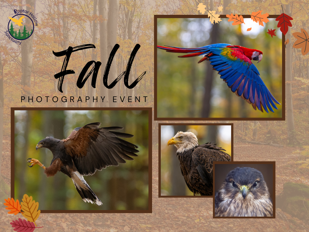 Upcoming Events — Raptor Hallow Sanctuary