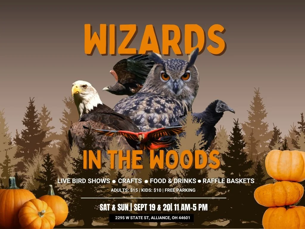 Wizards in the Woods