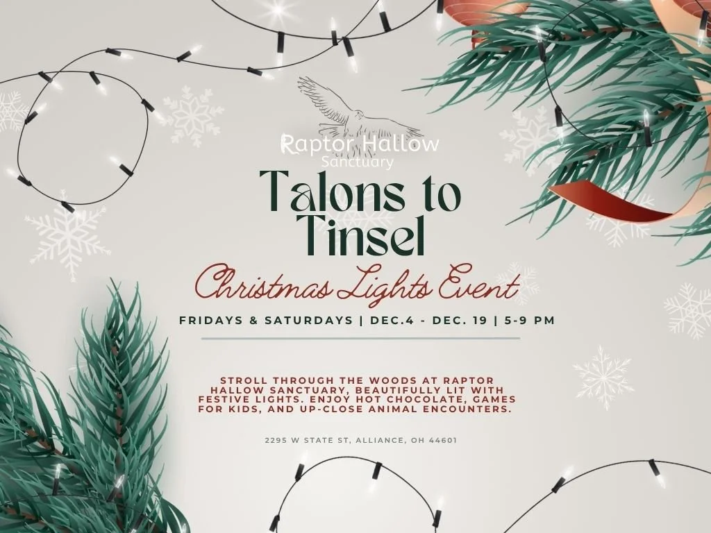 Talons to Tinsel